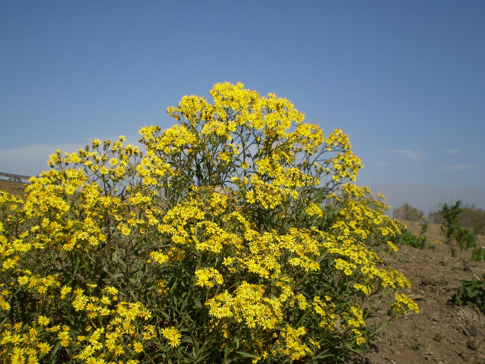 Olympus FE210,X775 sample photo. Yellow flowers, wild flowers photography