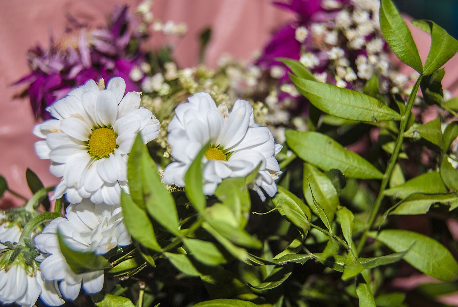Nikon D40X sample photo. Flowers, nature, spring photography