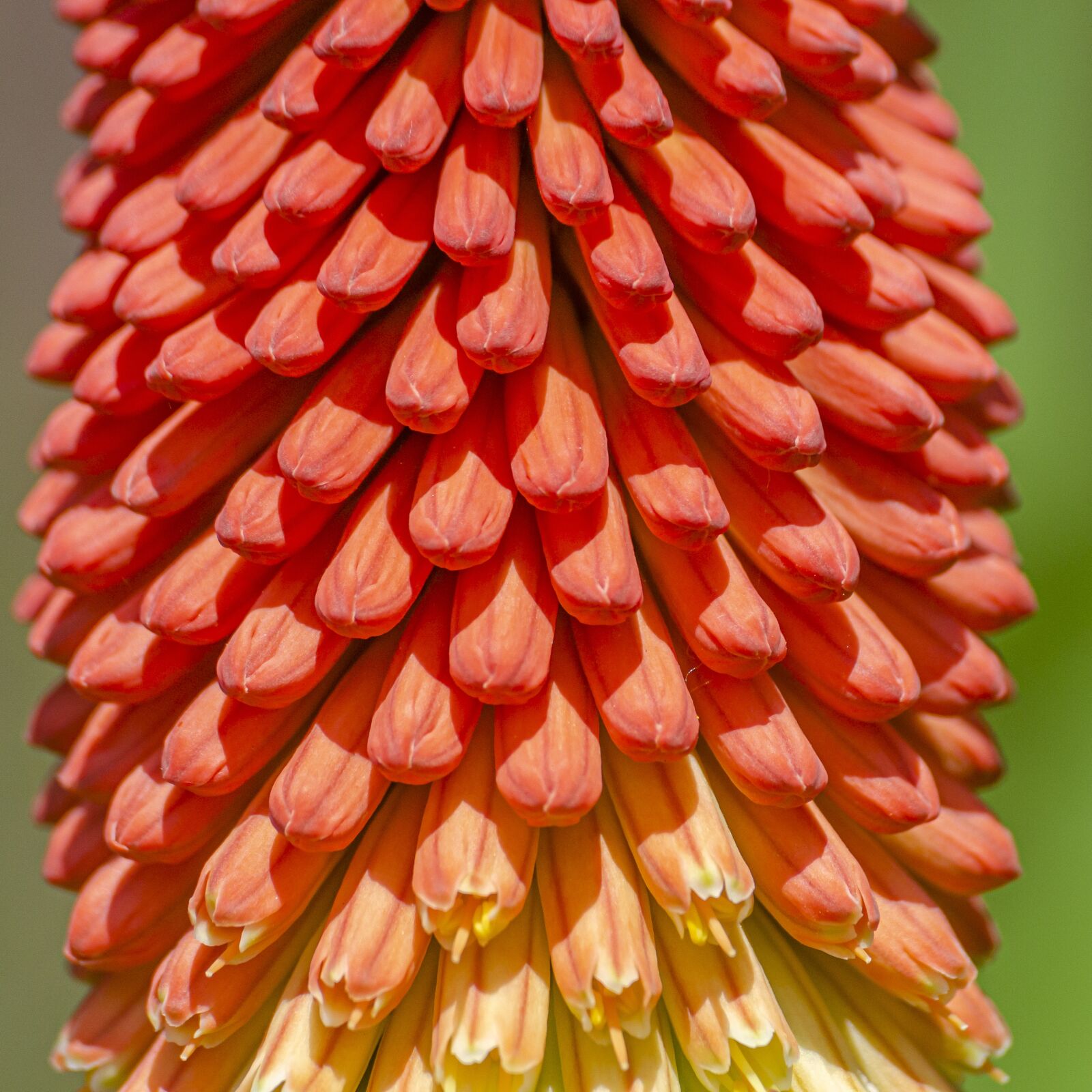 Nikon D7000 sample photo. Kniphofia, uvaria, tritome photography