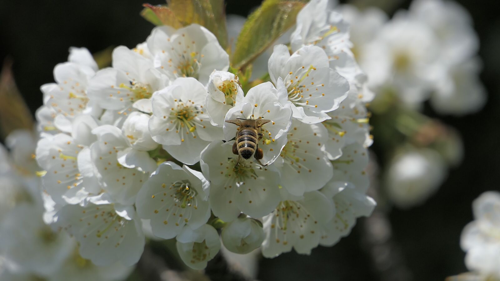 Panasonic Lumix DMC-FZ2500 (Lumix DMC-FZ2000) sample photo. Flower, apple, white photography