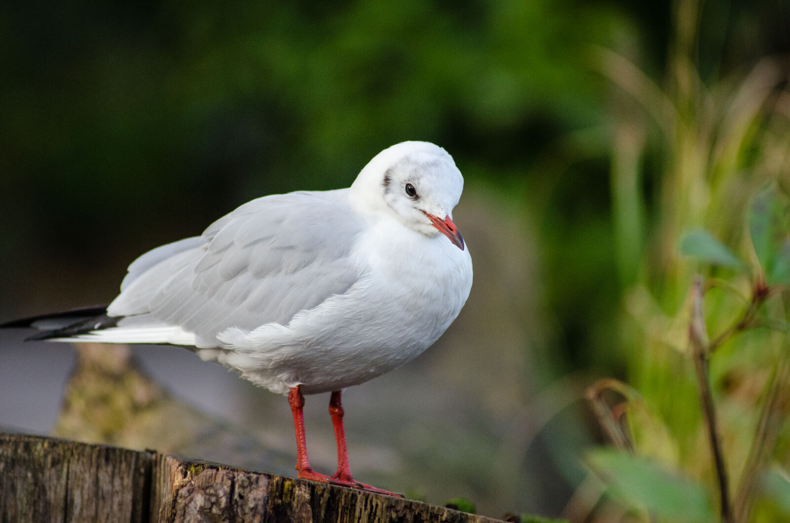 AF Zoom-Nikkor 80-200mm f/2.8 ED sample photo