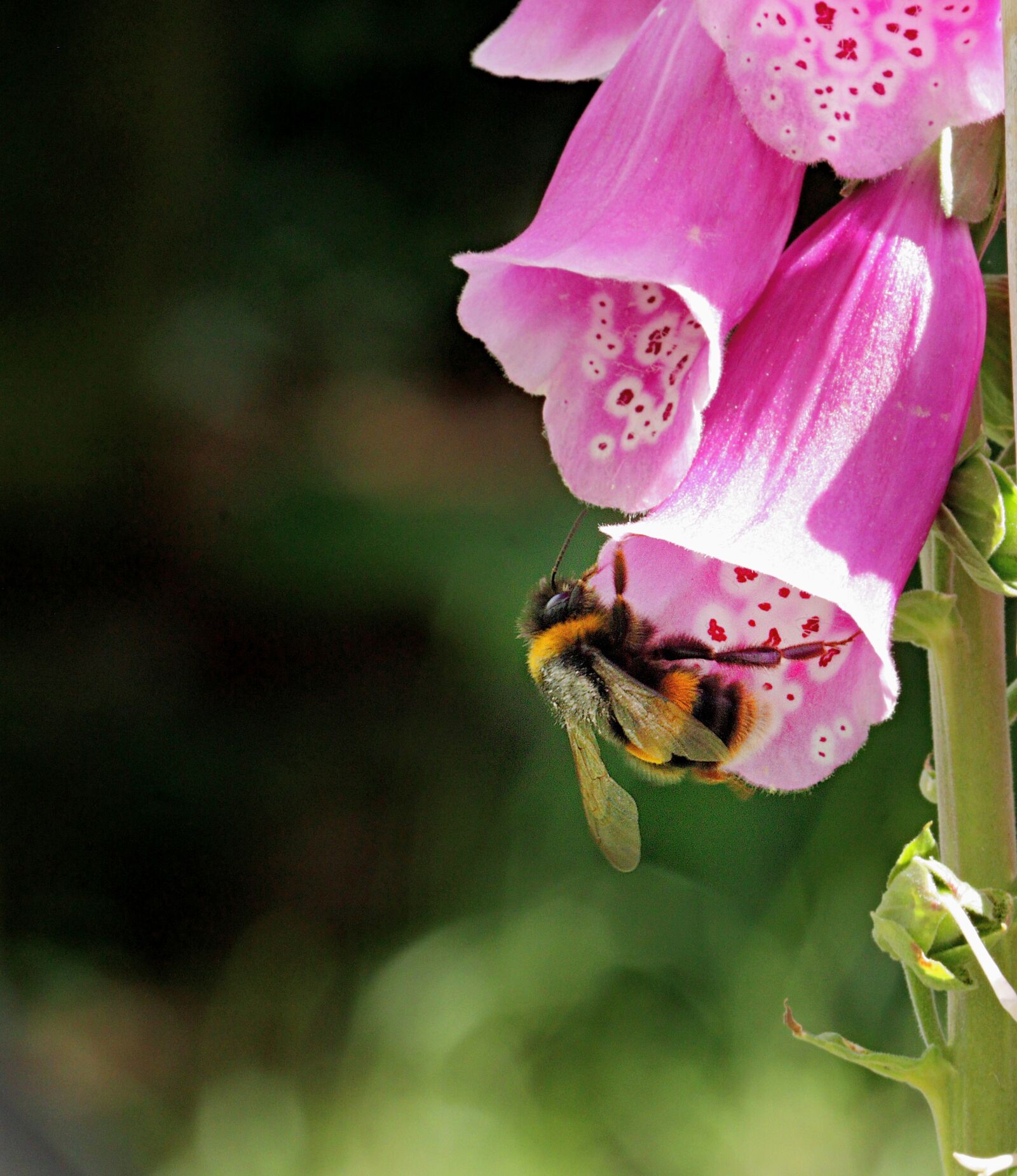 Canon EOS 750D (EOS Rebel T6i / EOS Kiss X8i) + Canon EF-S 55-250mm F4-5.6 IS STM sample photo. Foxgloves, flowers, bee photography