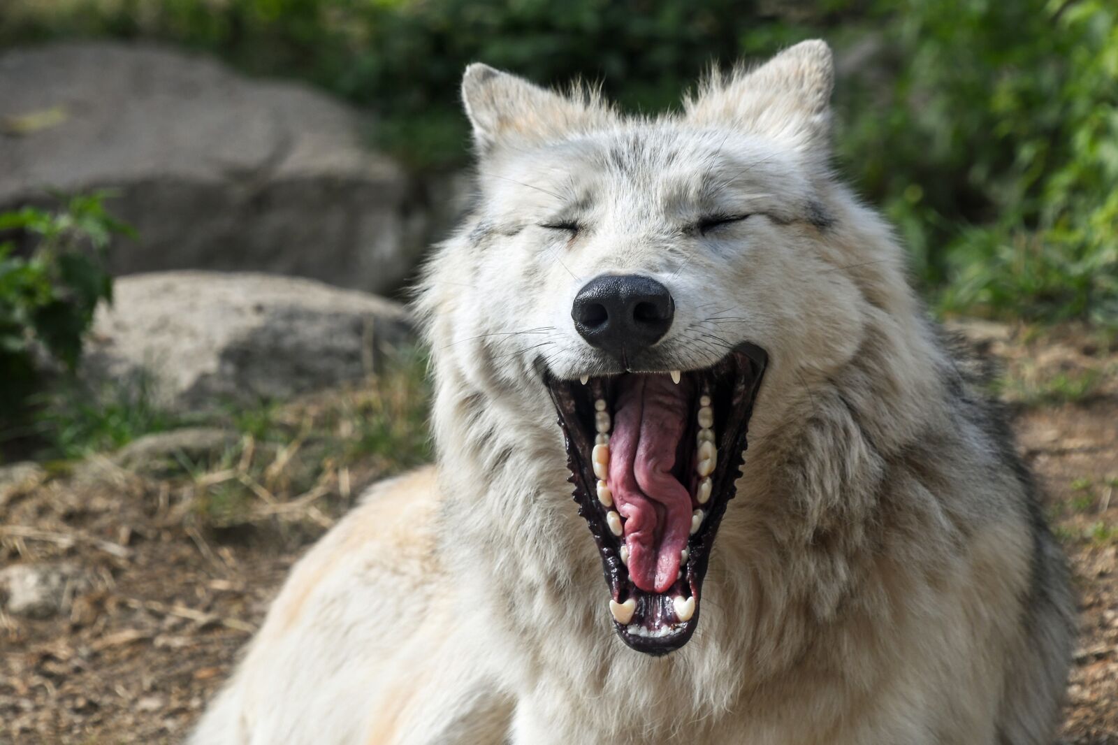 Nikon D500 sample photo. Wolf, yawn, hangover photography