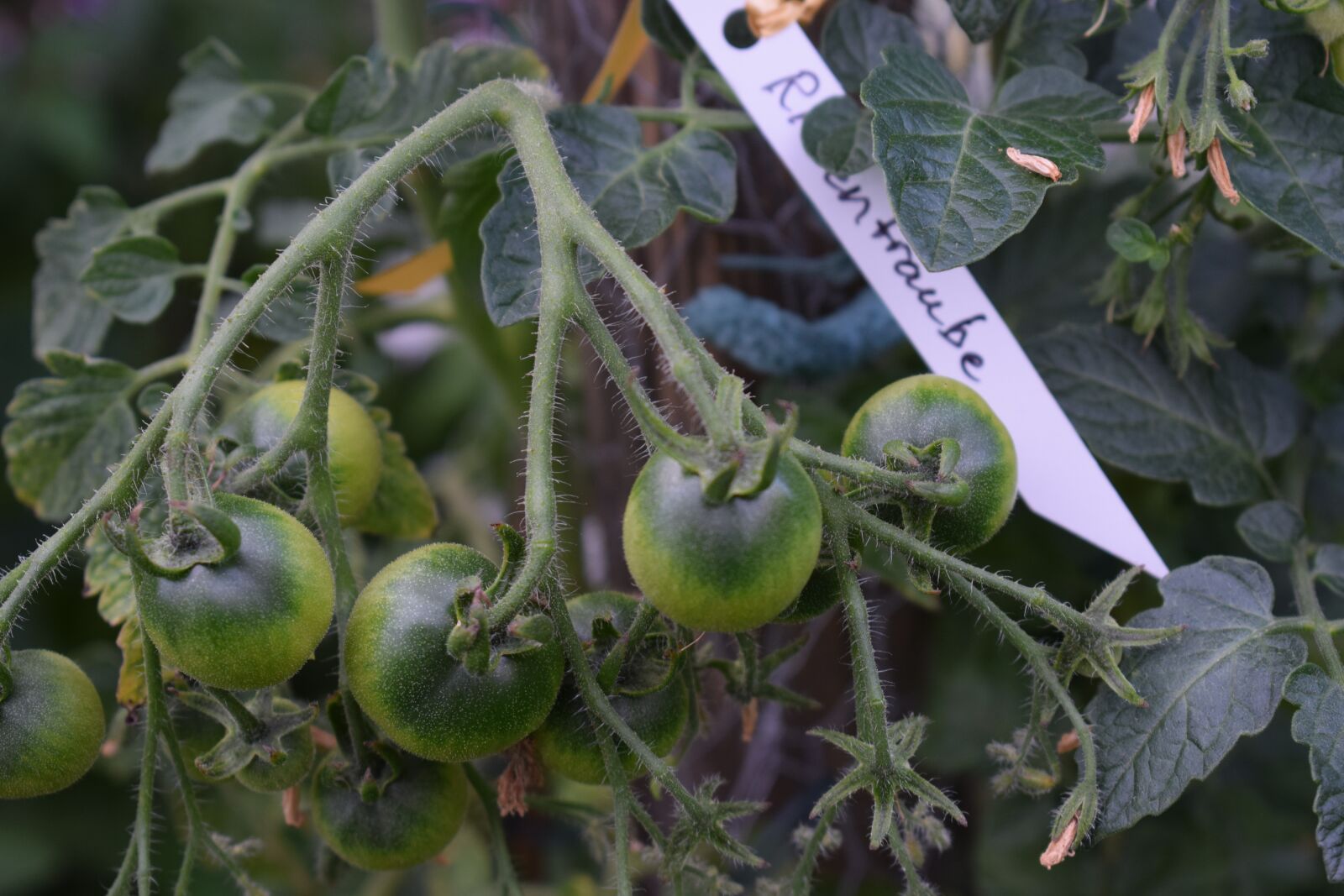 Nikon D3300 sample photo. Tomato, tomatoes, cultivation photography