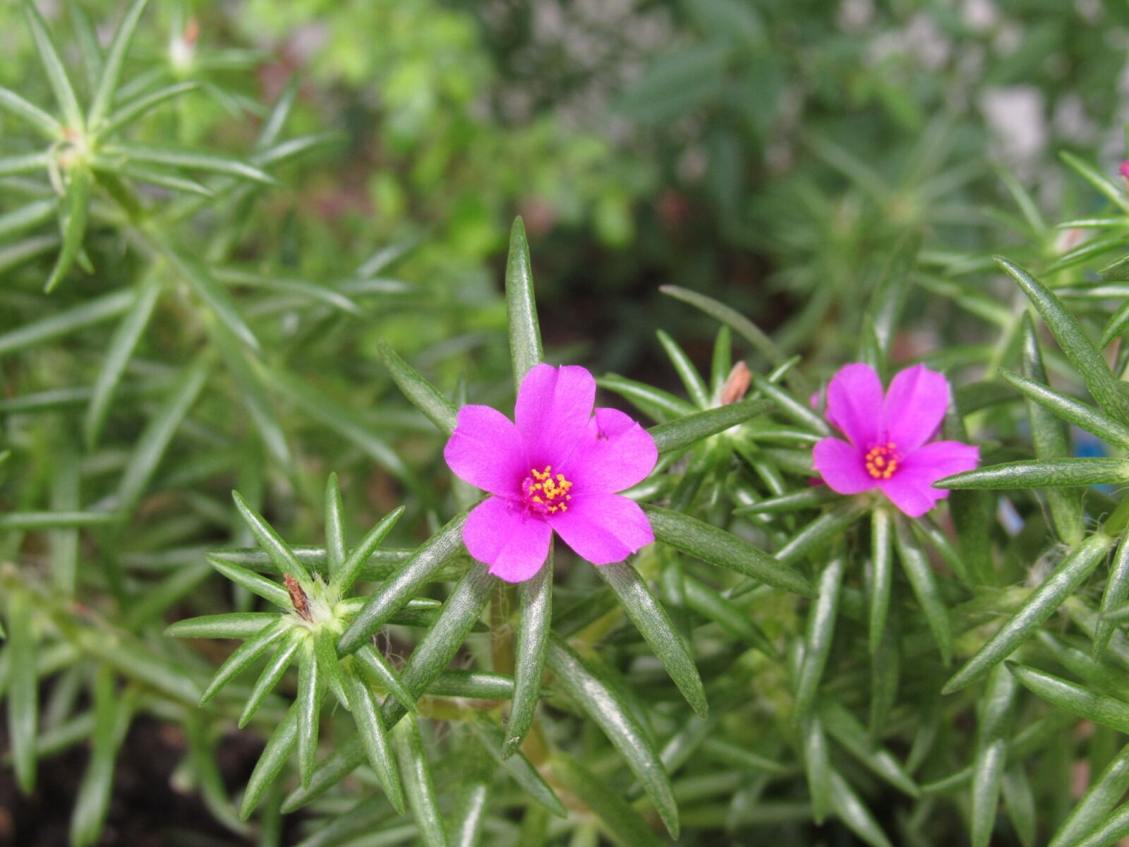 Canon PowerShot SX530 HS sample photo. Flower, purple, macro photography