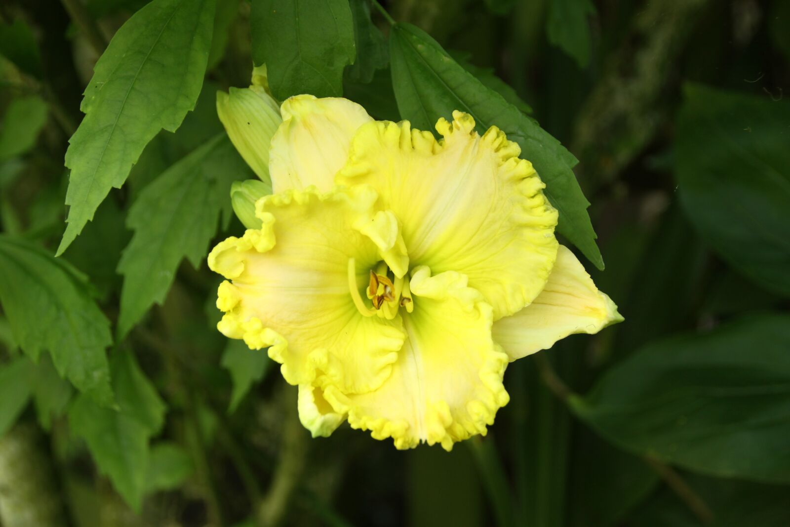 Canon EOS 50D sample photo. Hemerocallis, garden, flower photography