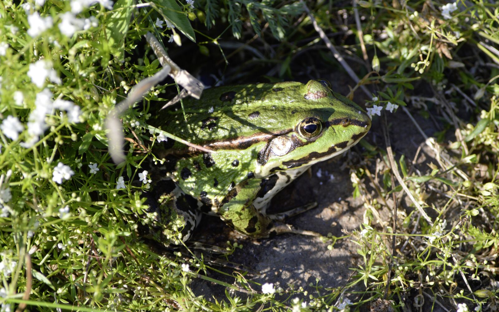 Nikon D3200 sample photo. Frog, nature, grass photography