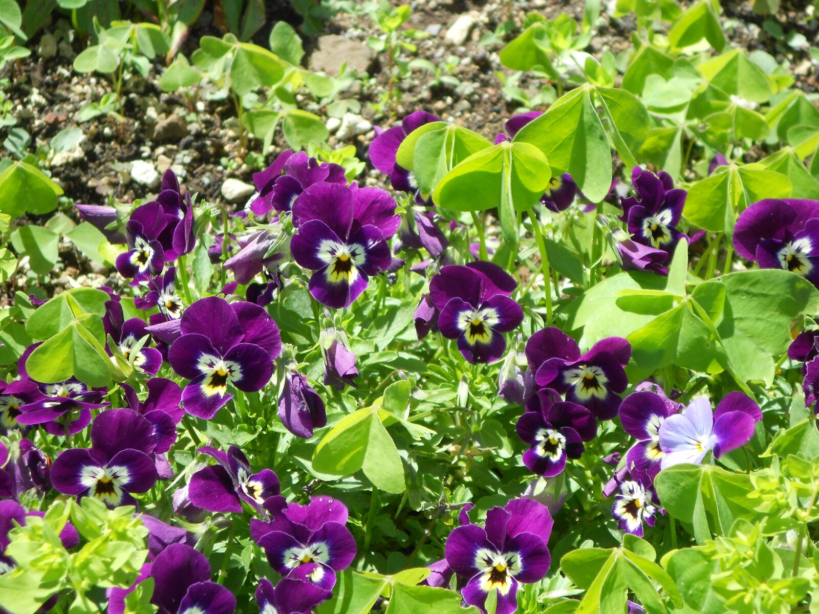 Nikon Coolpix S3100 sample photo. Flowers, garden, violet photography
