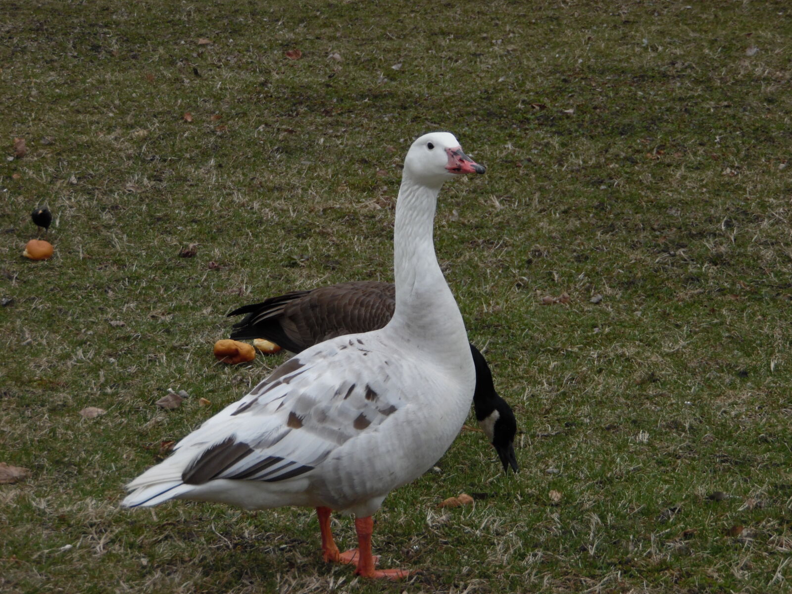 Samsung WB1100F/WB1101F/WB1102F sample photo