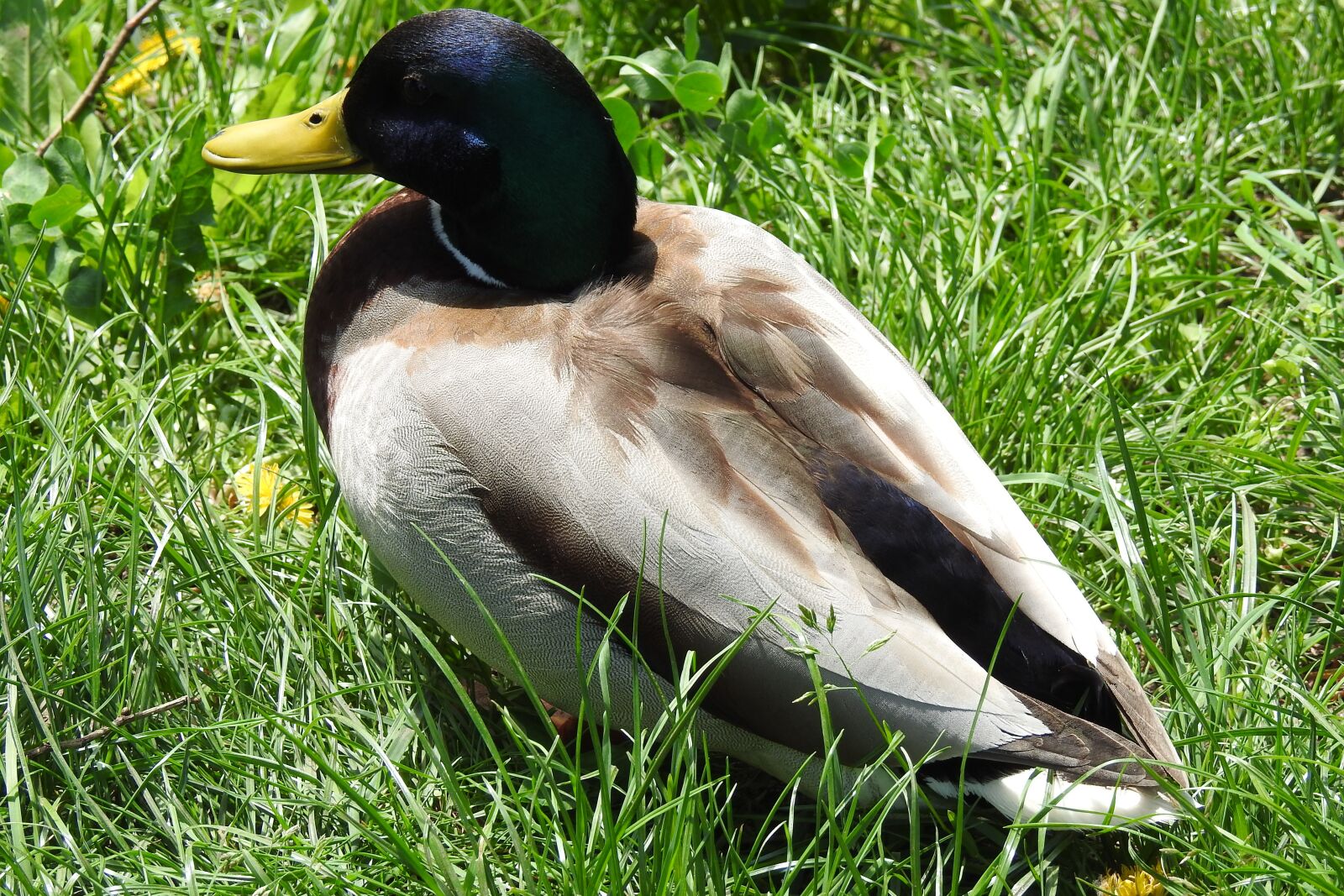 Nikon Coolpix P900 sample photo. Birds, nature, lawn photography