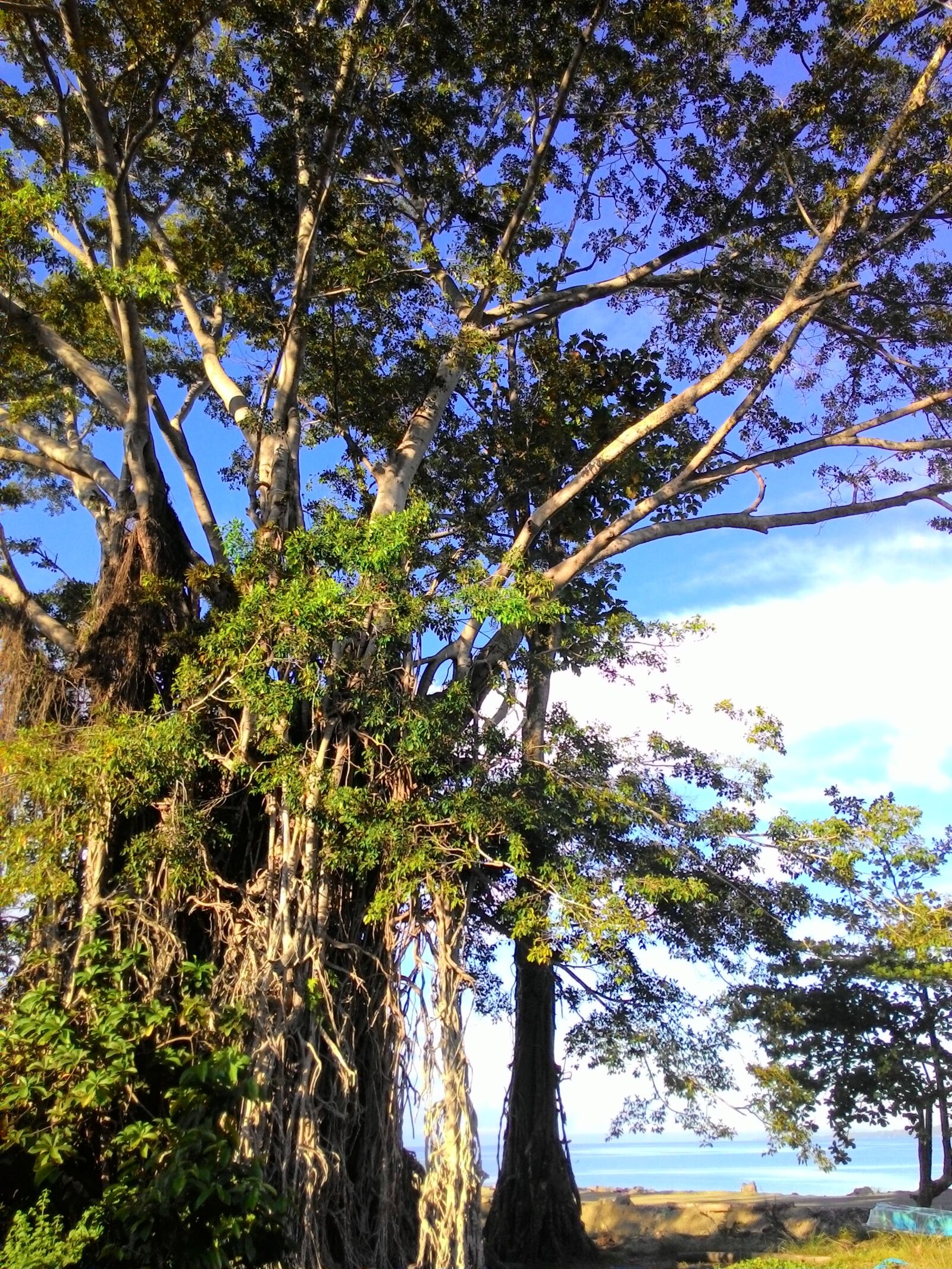 ASUS T00F sample photo. Tree, indonesia, halmahera photography