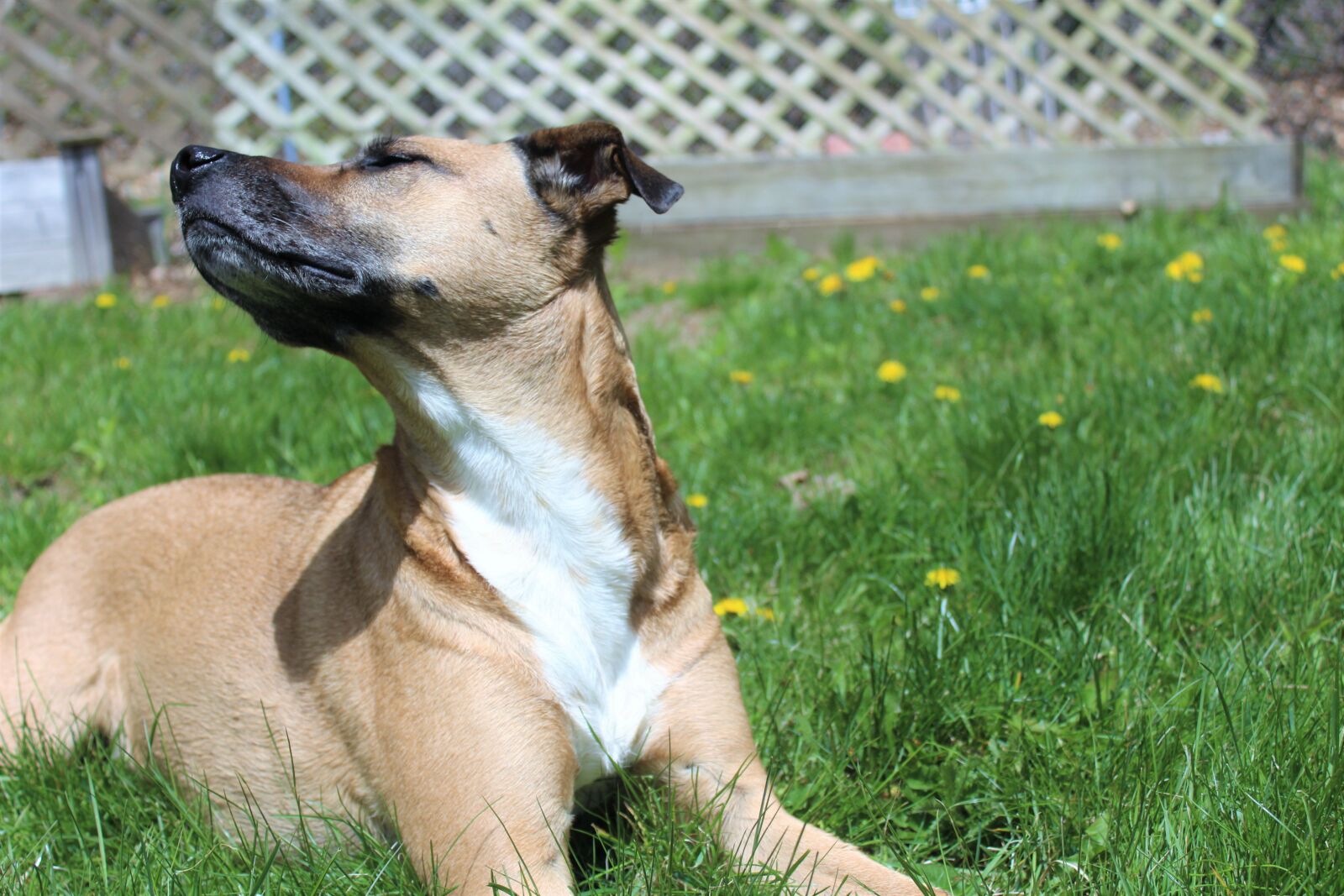 Canon EOS 1200D (EOS Rebel T5 / EOS Kiss X70 / EOS Hi) sample photo. Dandelion, rescue, dog, sun photography