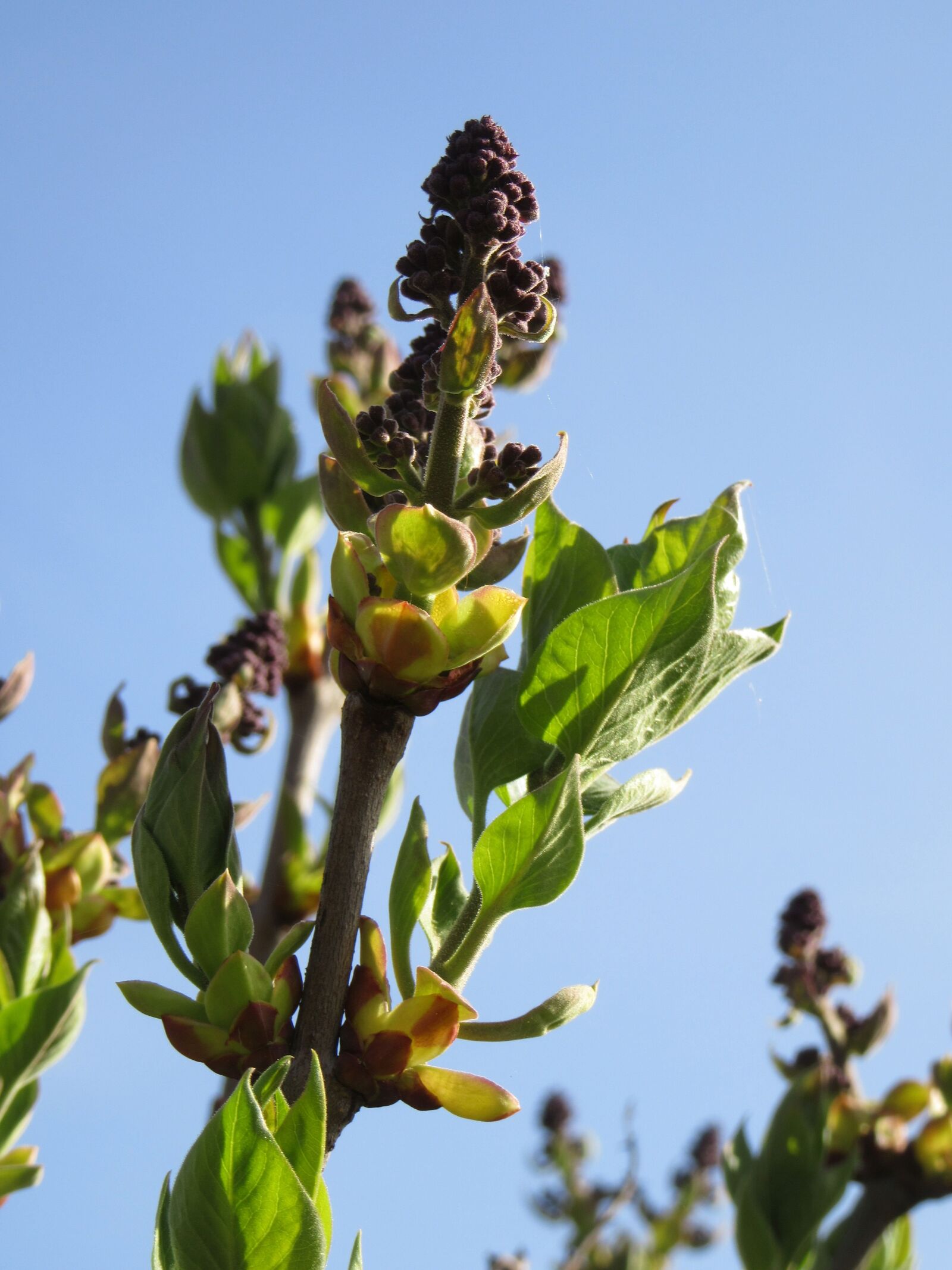 Canon PowerShot SX610 HS sample photo. Plant, sky, green photography