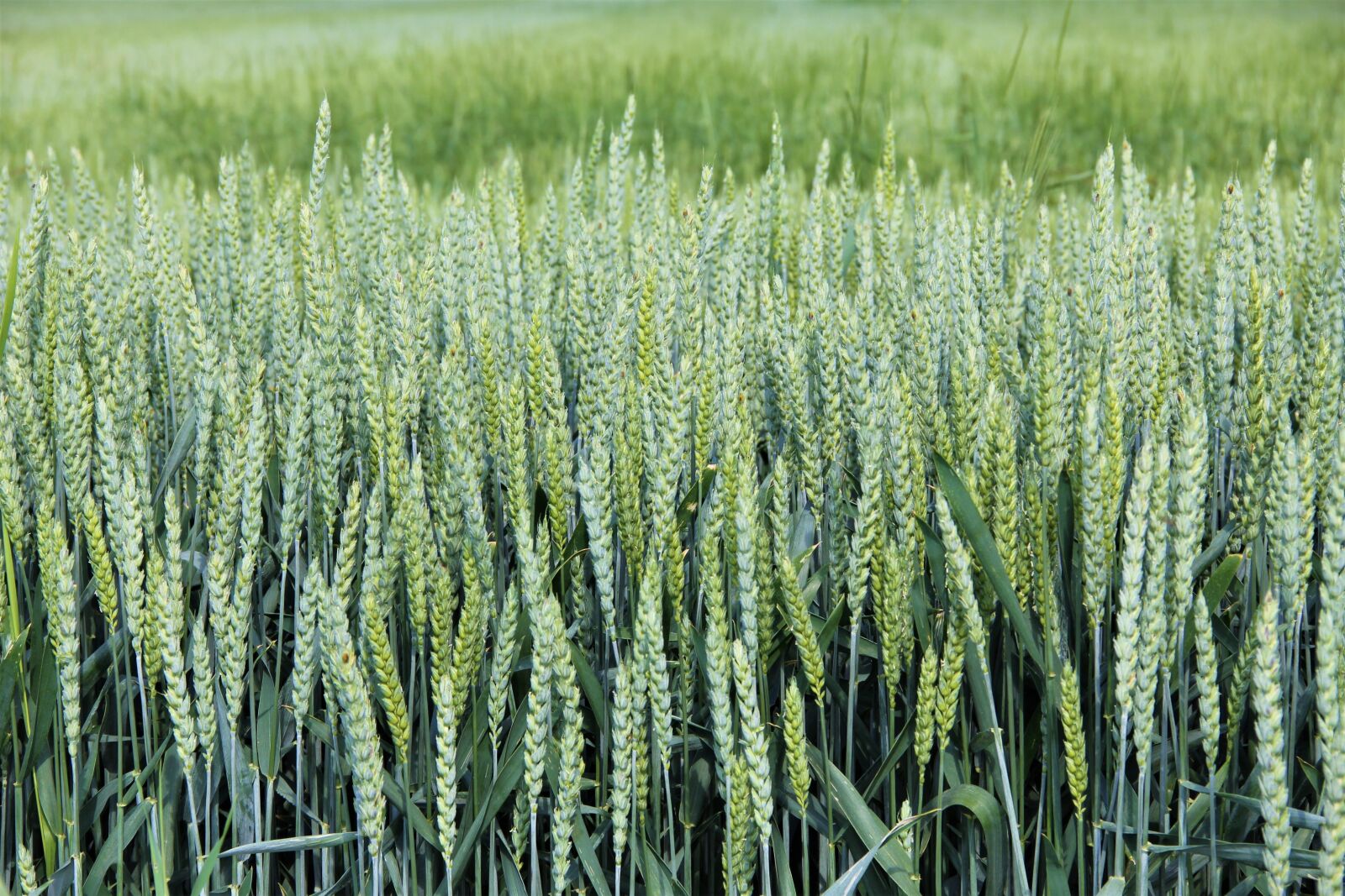 Canon EOS 550D (EOS Rebel T2i / EOS Kiss X4) sample photo. Cereals, wheat, graze photography