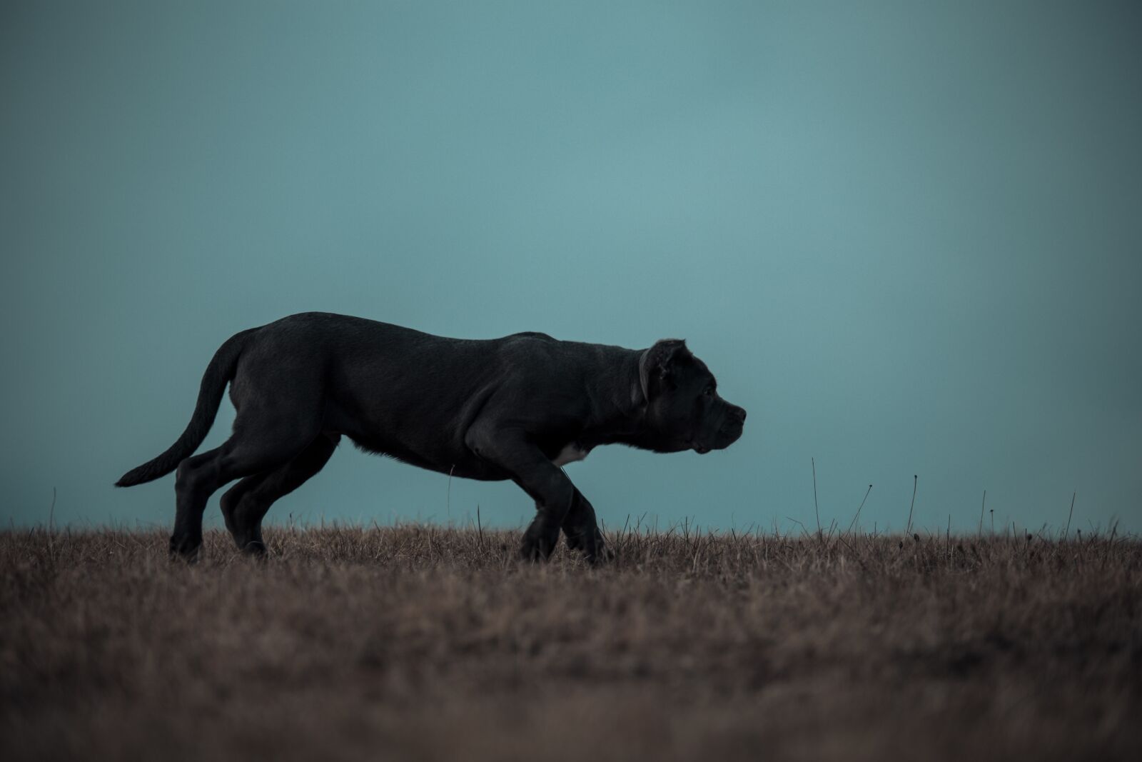 Canon EOS 6D sample photo. Bandog, puppy, blue eyes photography