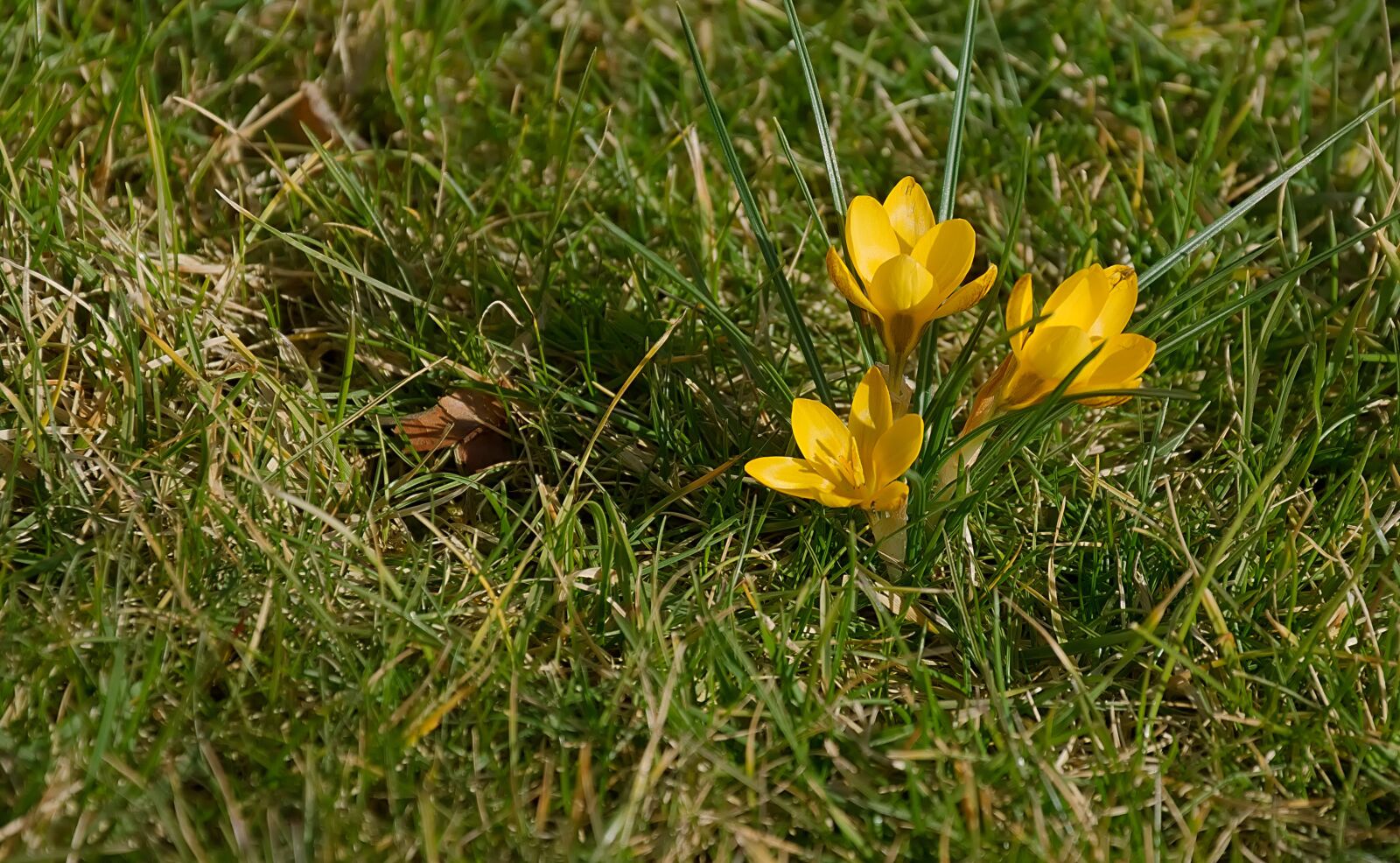 Nikon D3300 sample photo. Signs of spring, crocus photography