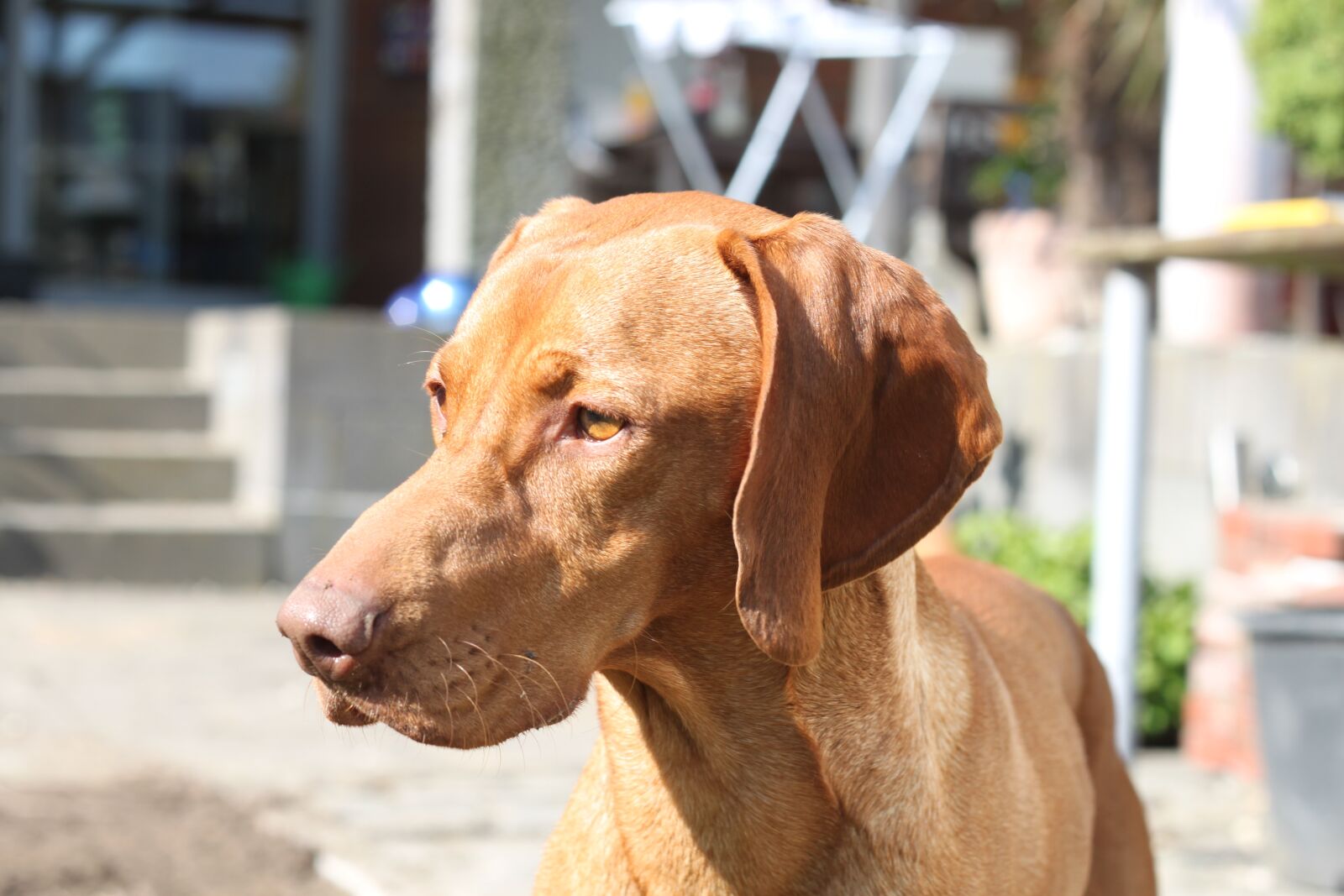 Canon EOS 500D (EOS Rebel T1i / EOS Kiss X3) sample photo. Viszla, dog, brown photography