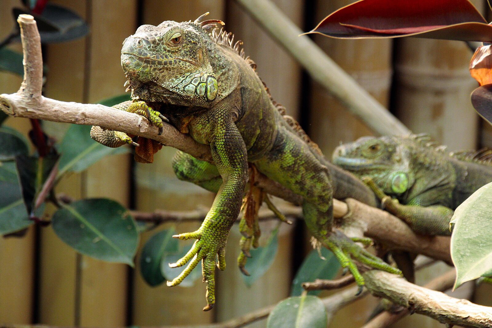 Canon EOS 40D sample photo. Germany, berlin, zoo photography