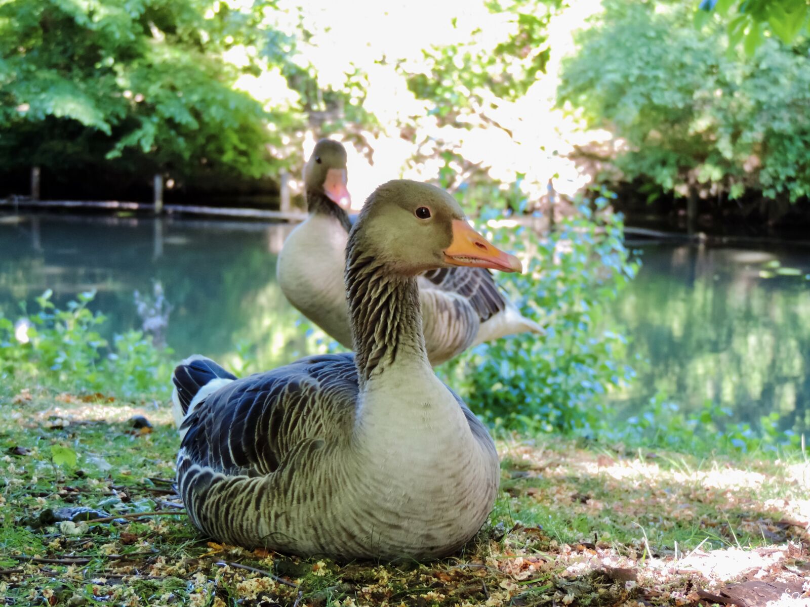 Nikon Coolpix P520 sample photo. Grey geese, wild geese photography