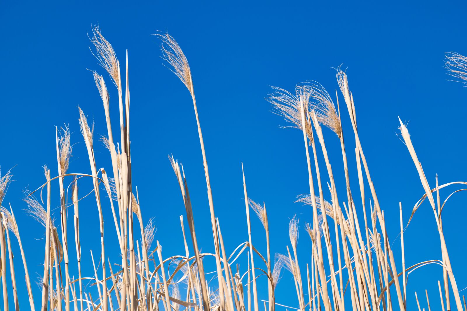 Nikon D5600 sample photo. Wheat, plant, nature photography