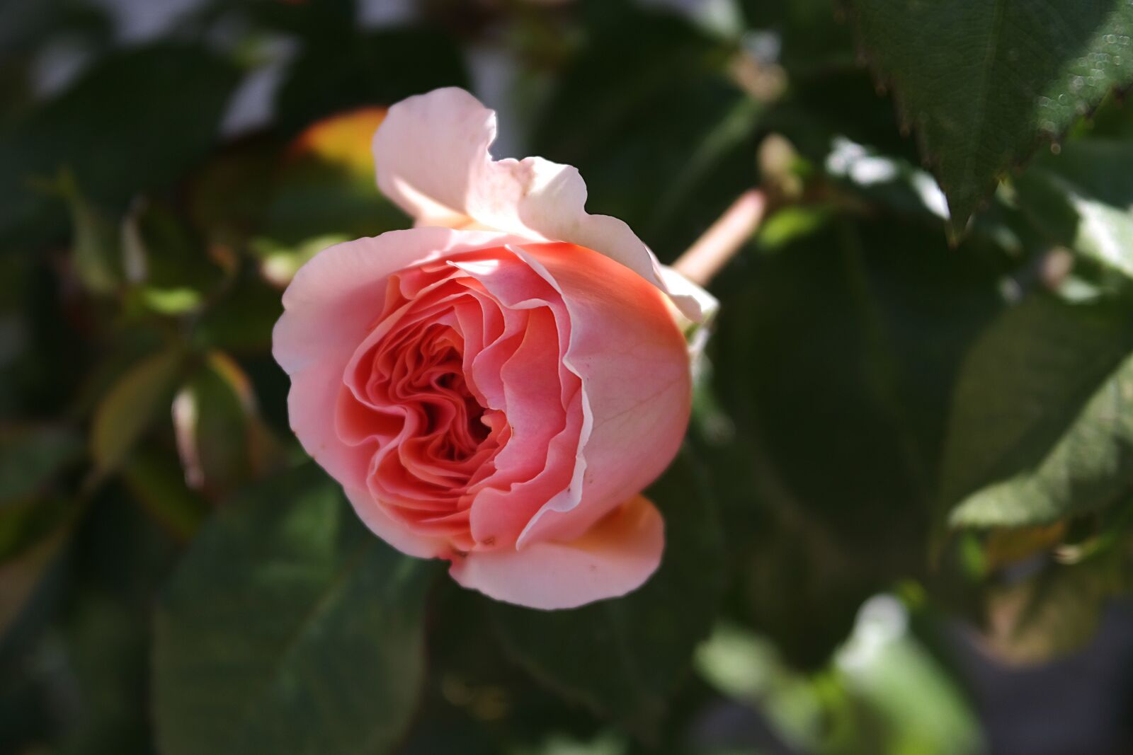 Samsung NX300 sample photo. Rose, garden, aroma photography