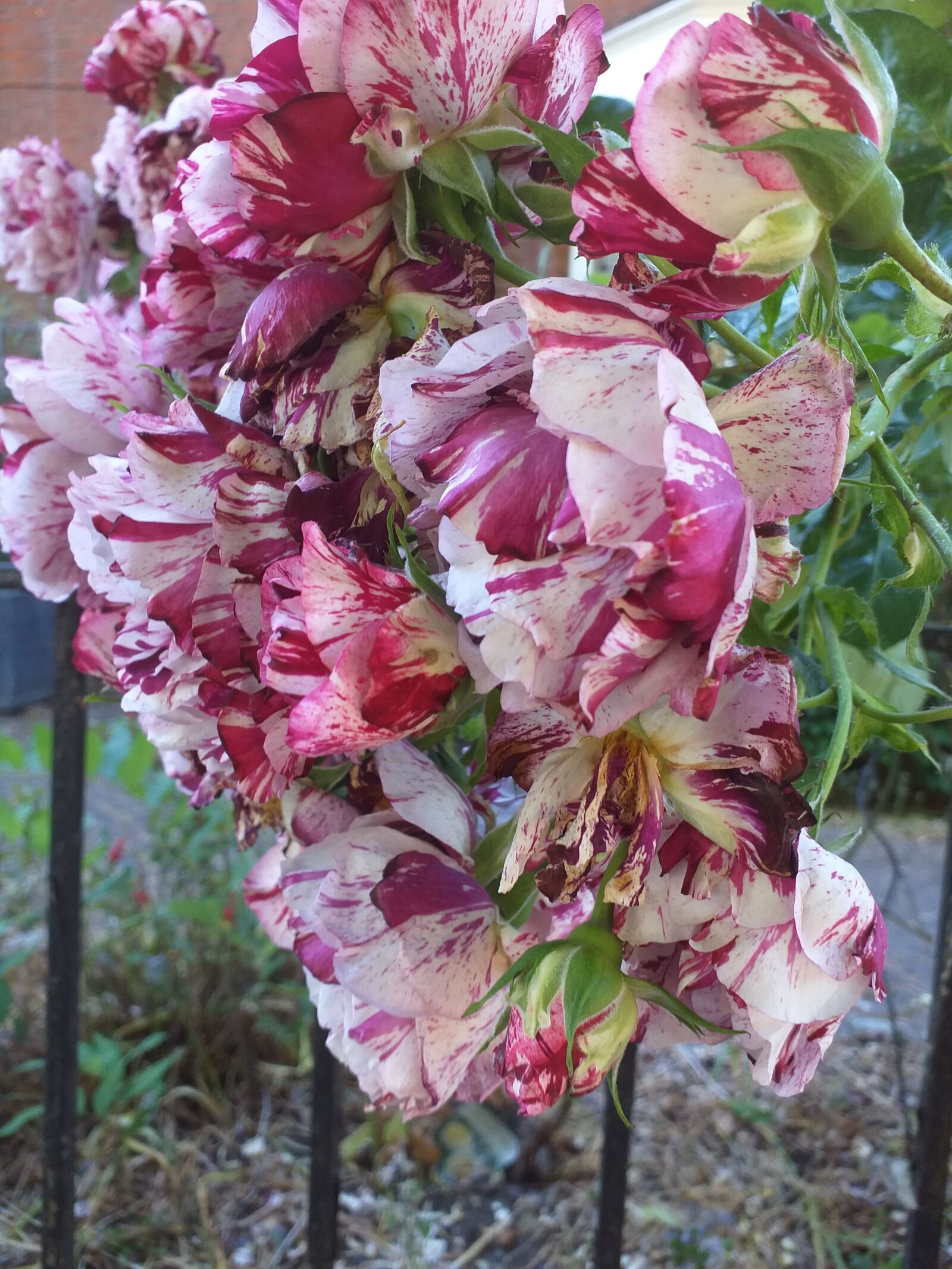 Samsung Galaxy J4+ sample photo. Roses, flowers, pink rose photography
