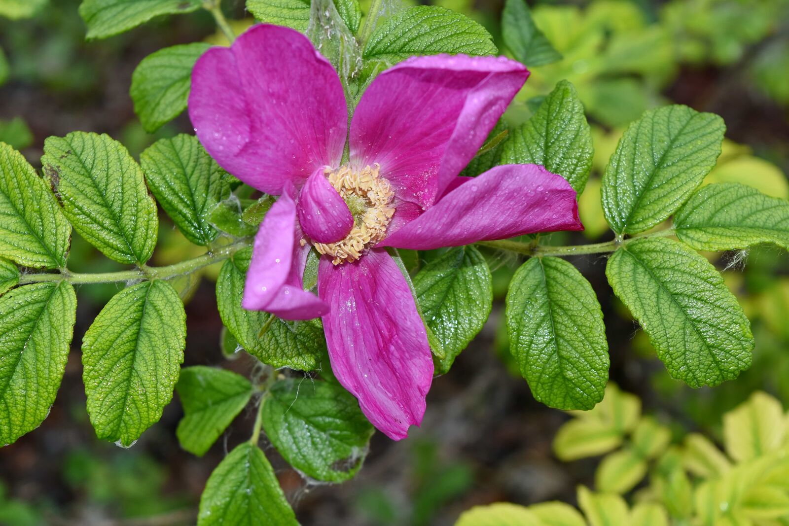 Nikon D5500 sample photo. Nectar, pollen, rain, leaf photography