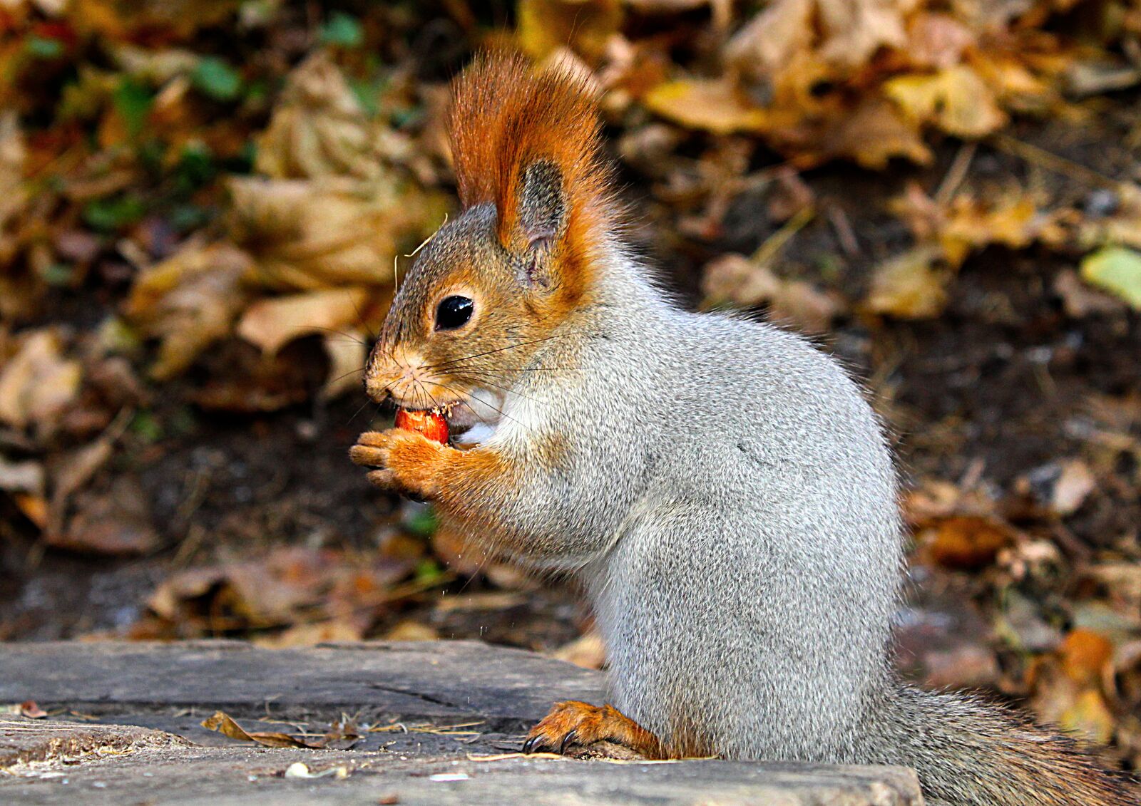 Canon EOS 1200D (EOS Rebel T5 / EOS Kiss X70 / EOS Hi) sample photo. Squirrel, rodent, animals photography