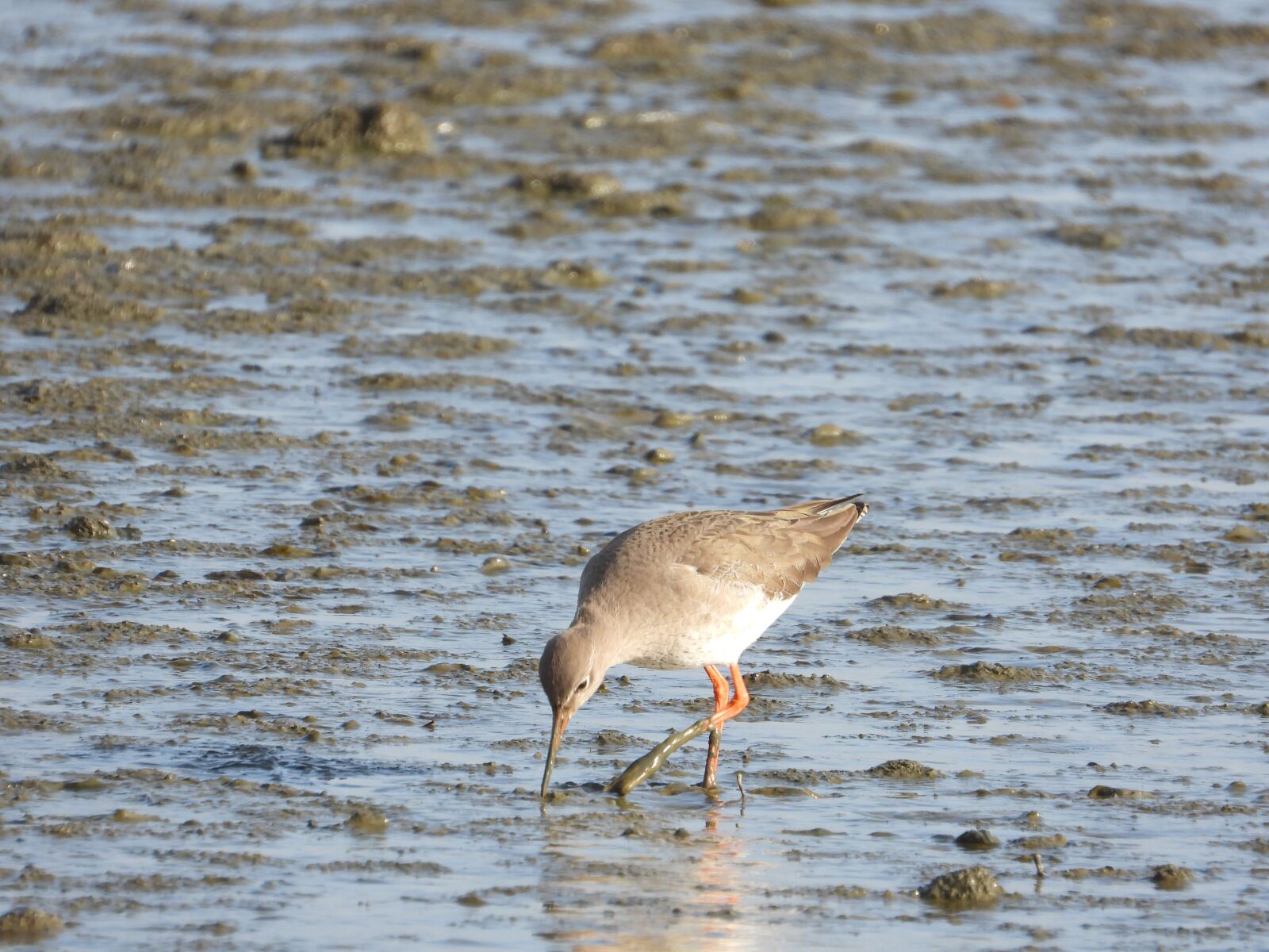 Nikon Coolpix P1000 sample photo. Redshank, waders, bird photography