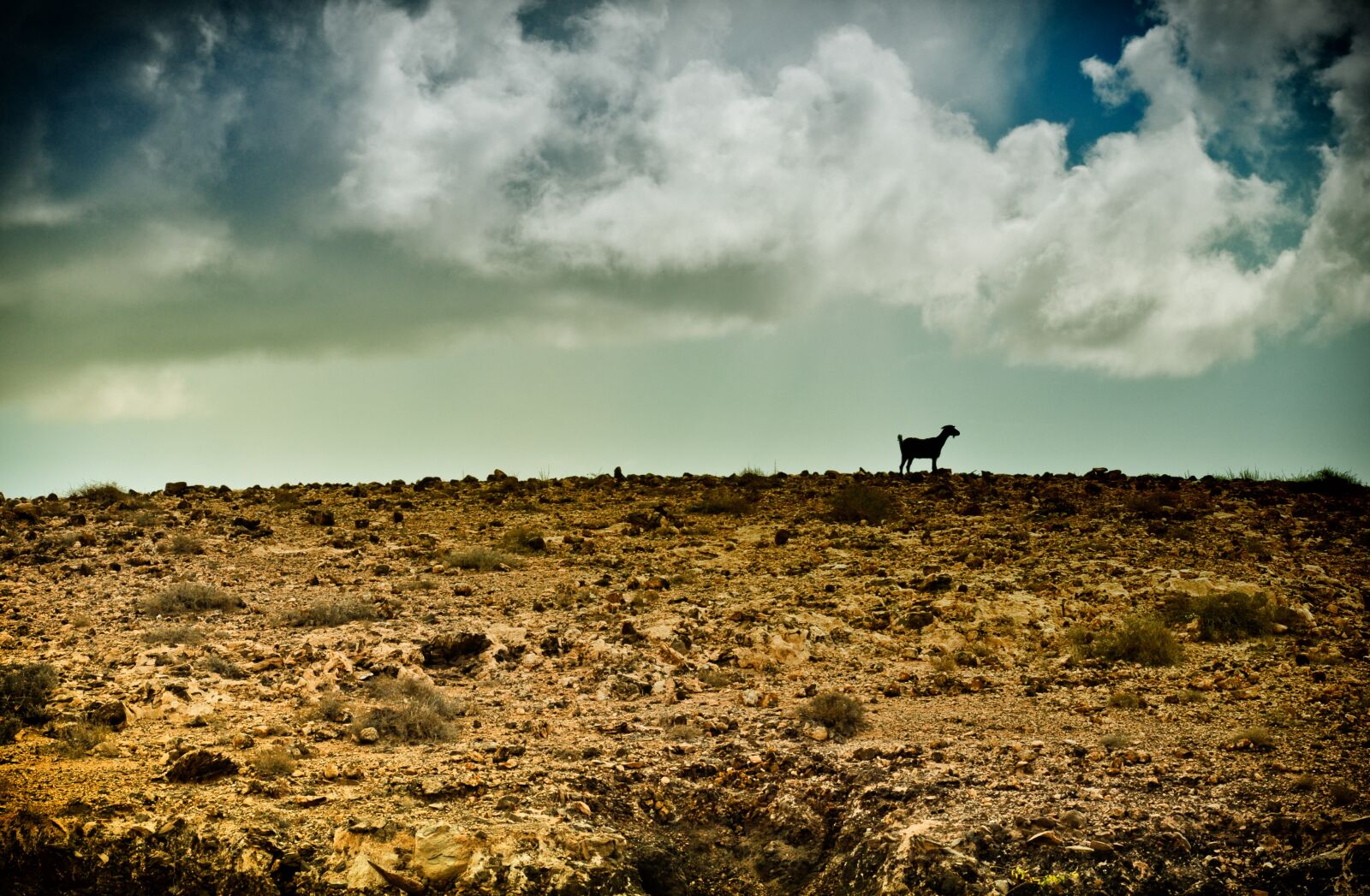 Nikon D5000 sample photo. Wilderness, goat, stormy photography