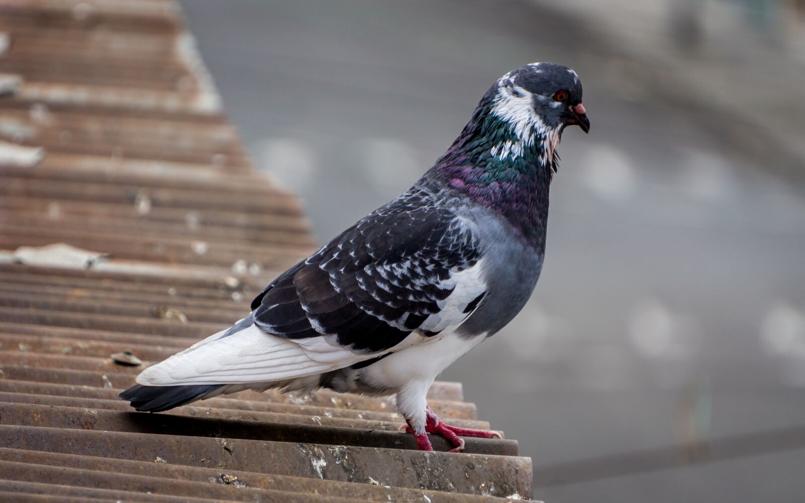 Sony a6000 sample photo. Photo, dove, animal photography