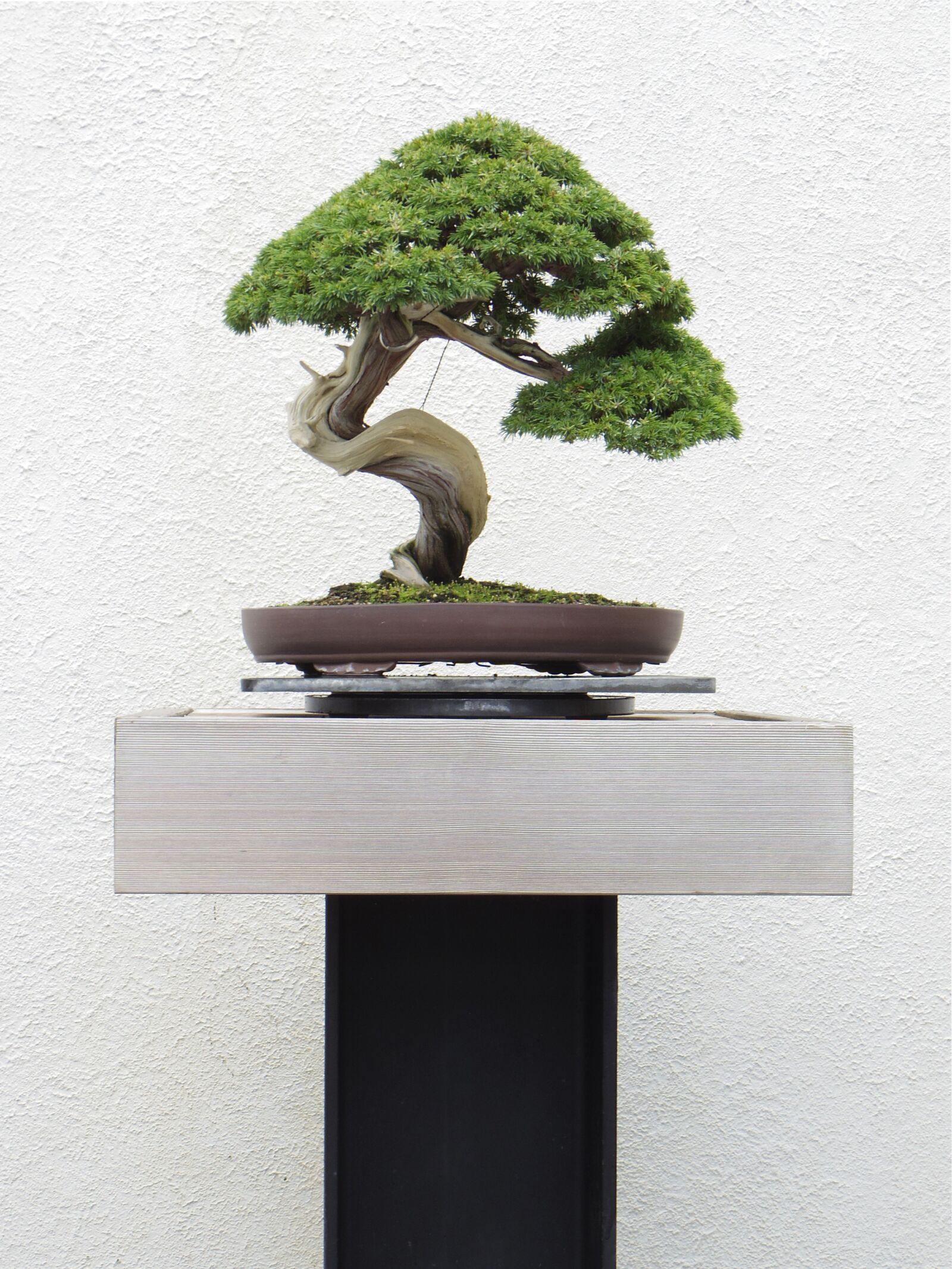 Pentax 02 Standard Zoom sample photo. Bonsai, tree, plant photography