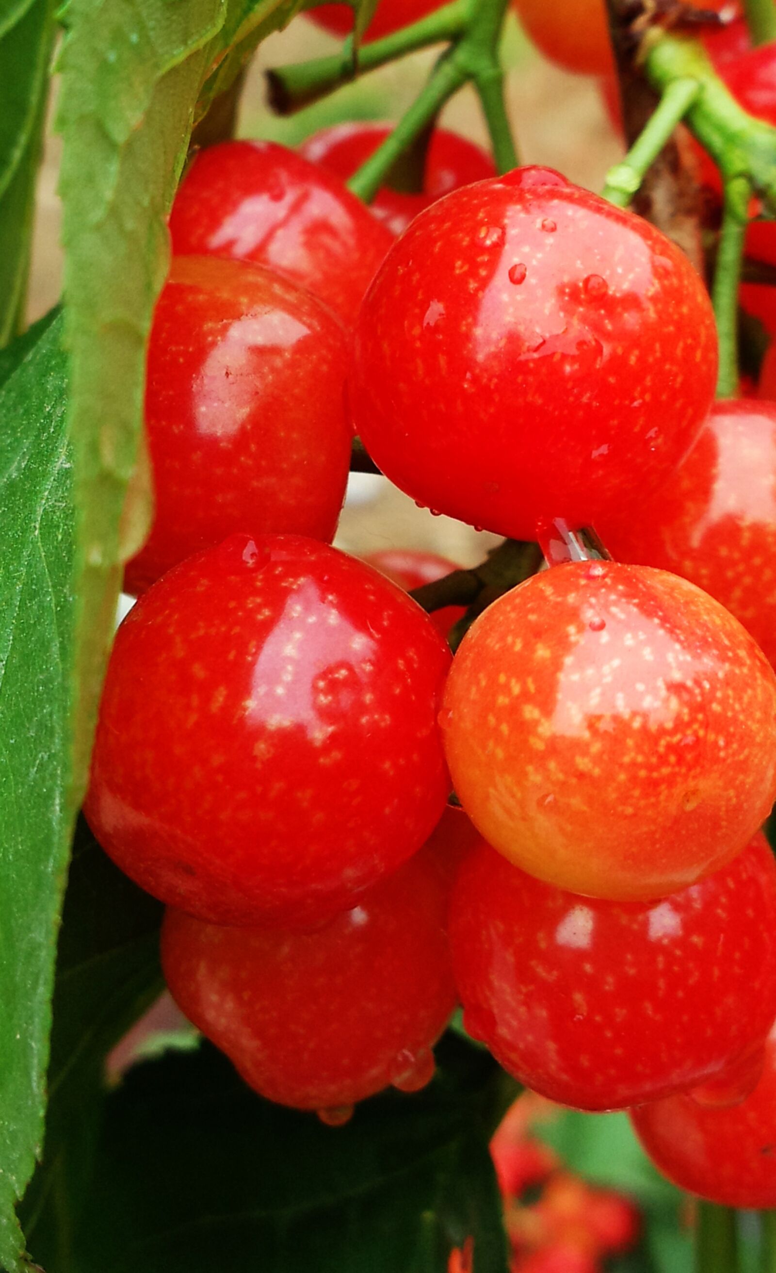 Meizu MX(040) sample photo. Fruit, macro, red photography