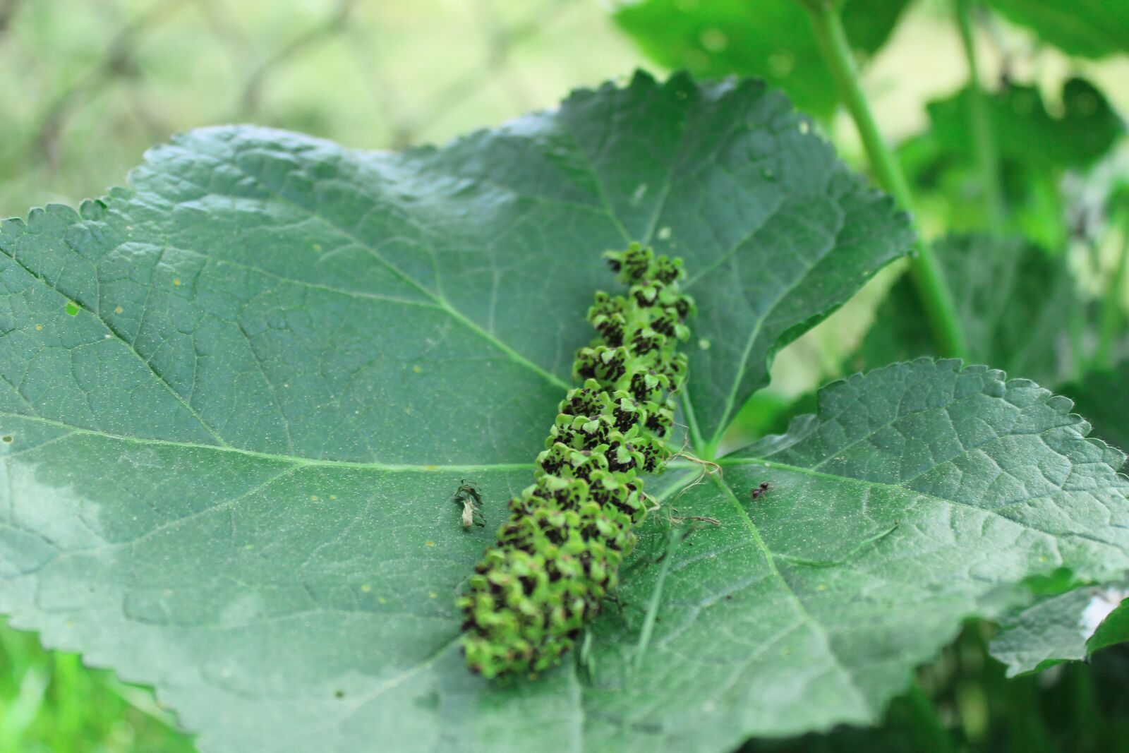 Canon EOS 1300D (EOS Rebel T6 / EOS Kiss X80) sample photo. Leaf, the background, foliage photography