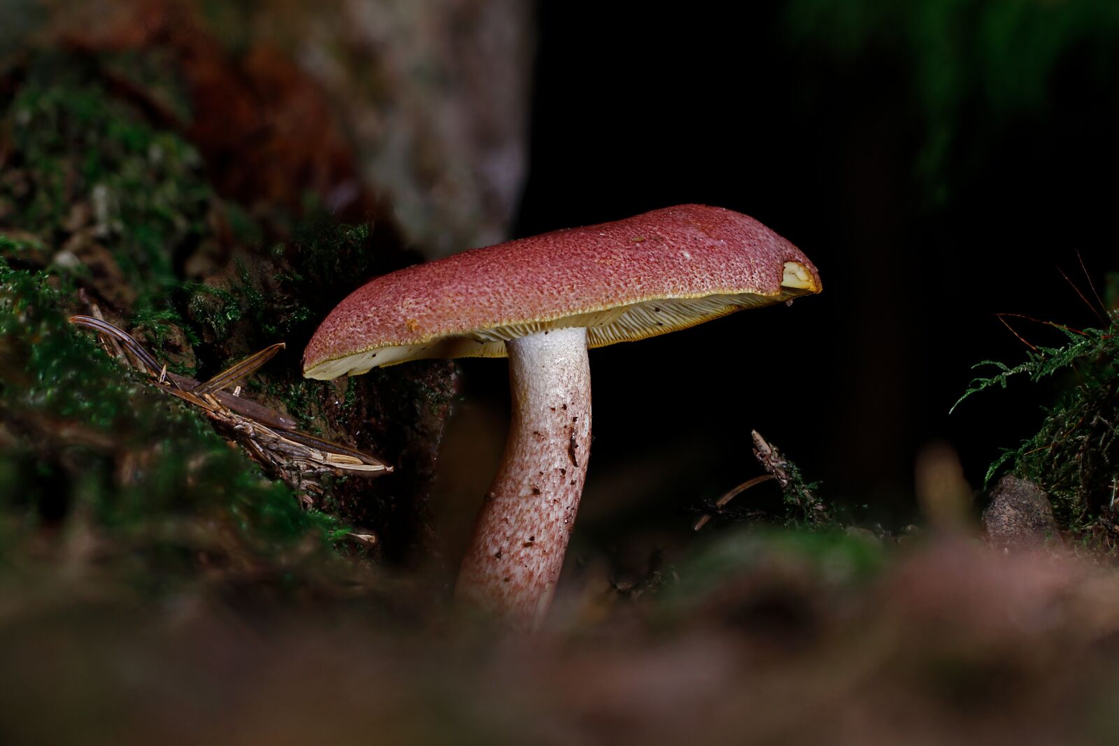 Tamron SP AF 60mm F2 Di II LD IF Macro sample photo. Mushroom, disc fungus, forest photography