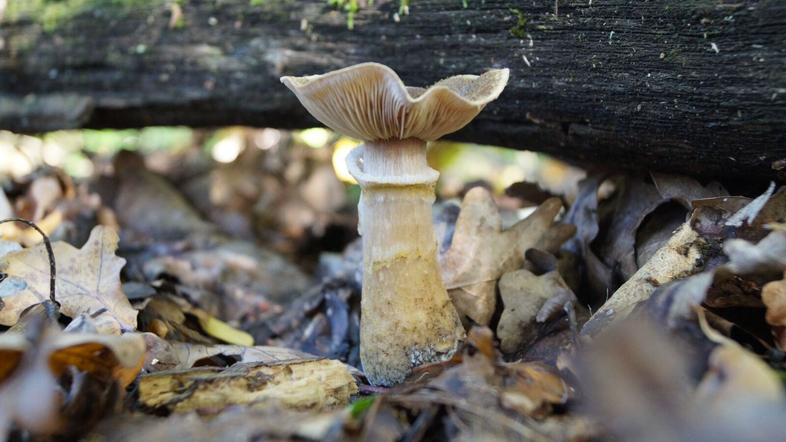 Sony DT 18-55mm F3.5-5.6 SAM II sample photo. Sponge, forest, wild mushroom photography
