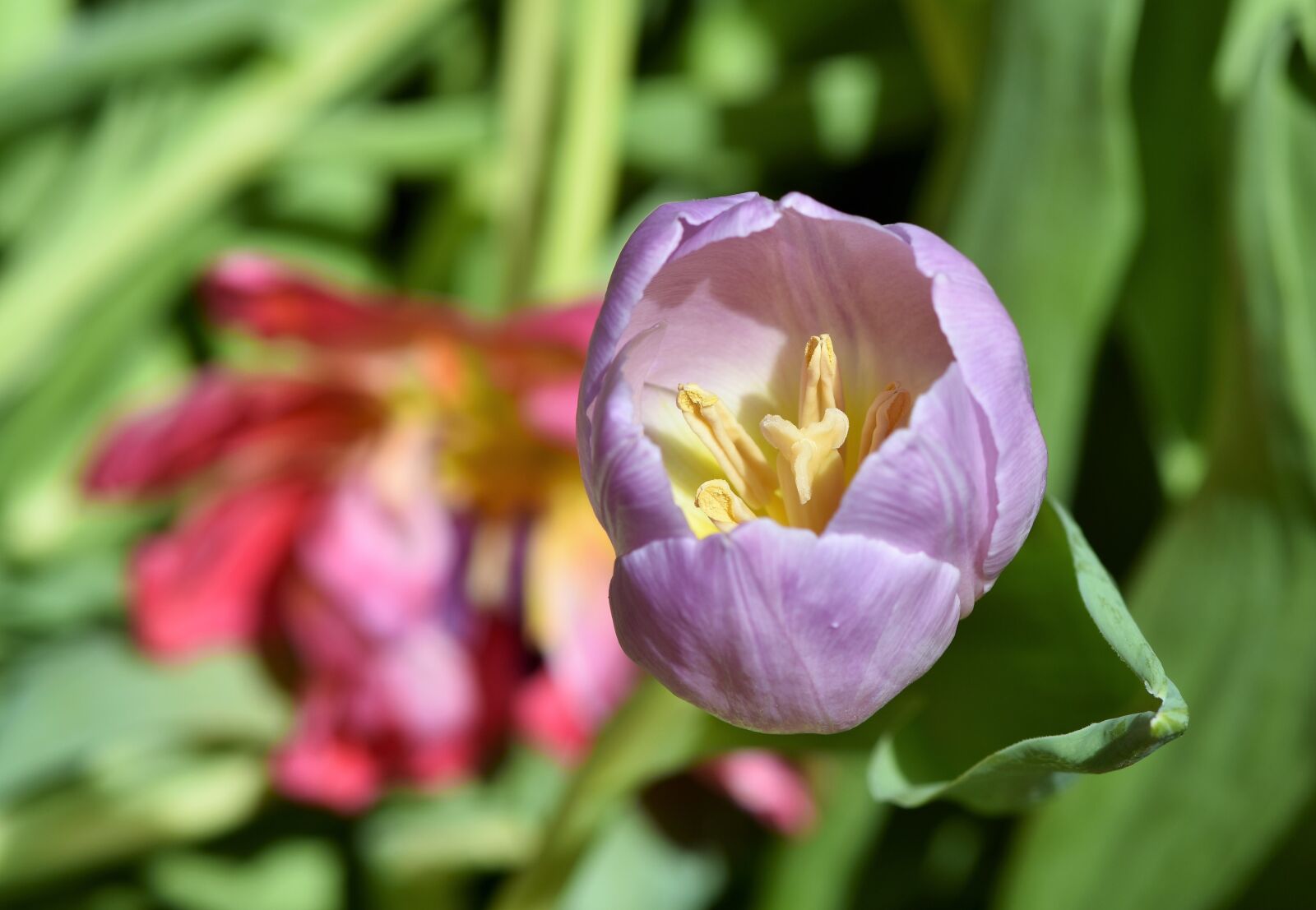 Nikon D7200 sample photo. Tulip, tulip bouquet, blossom photography
