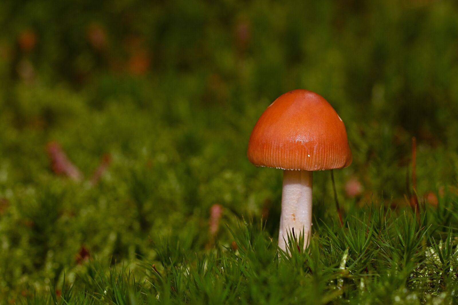 Nikon D5200 sample photo. Mushroom, moss, forest photography