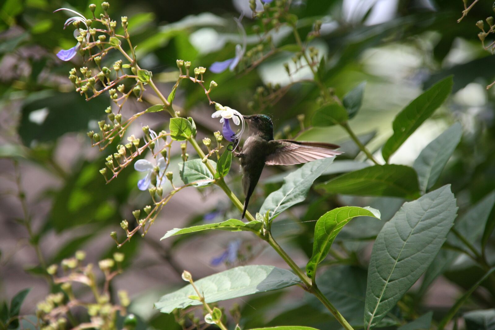 Canon EOS 350D (EOS Digital Rebel XT / EOS Kiss Digital N) sample photo. Hummingbird, falle-green, guadeloupe photography