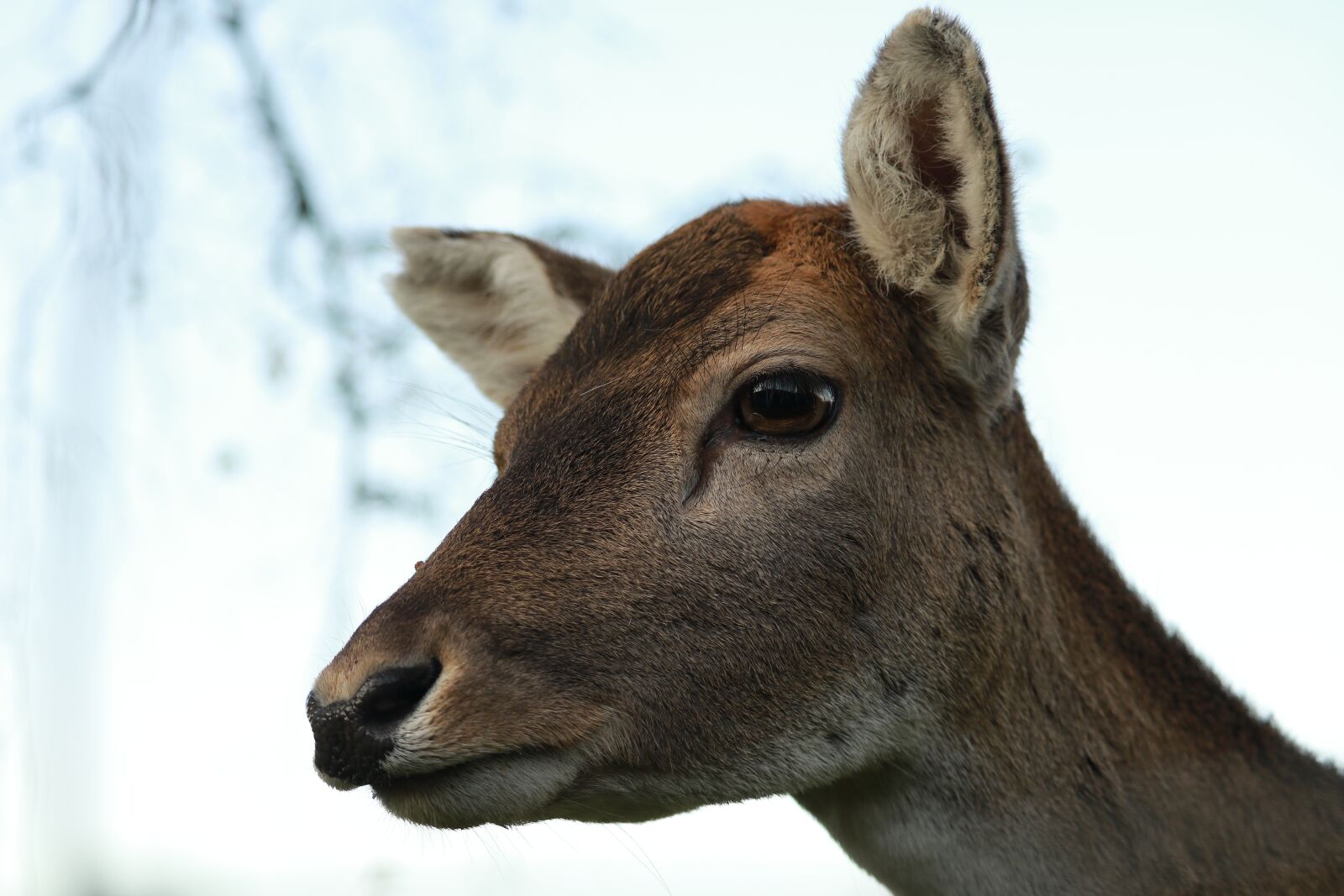 Canon EOS 750D (EOS Rebel T6i / EOS Kiss X8i) sample photo. Animal, nature, mammal photography