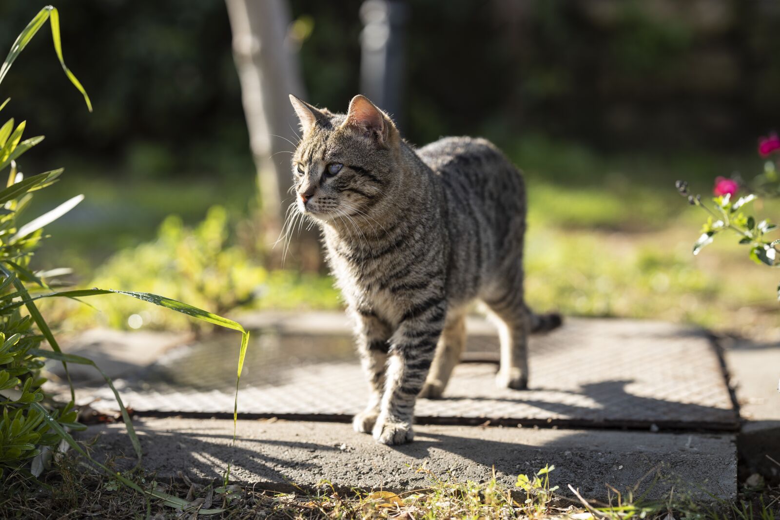 Canon RF 85mm F1.2L USM sample photo. Cat, animal, portrait photography