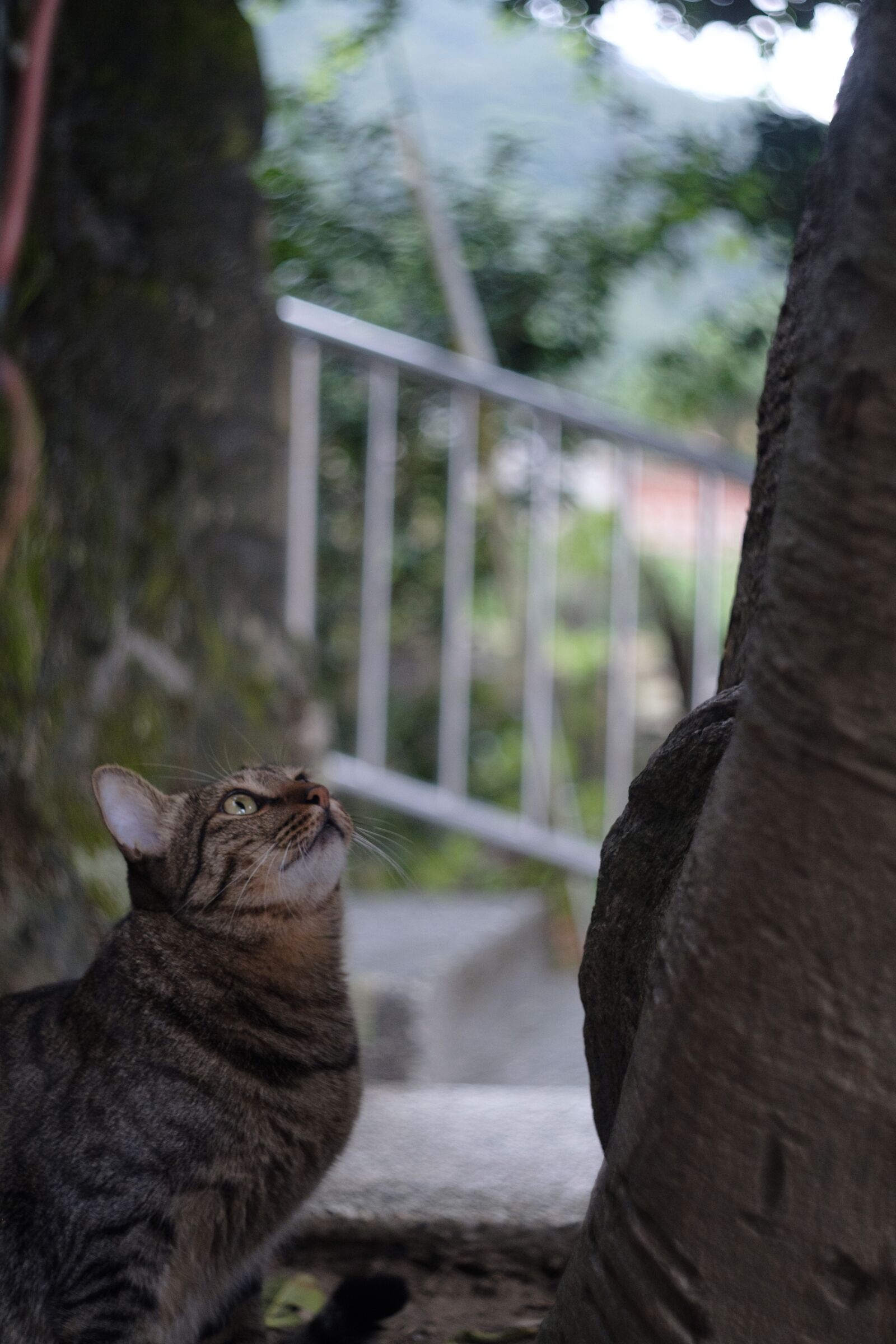 Fujifilm X-T2 sample photo. Xinbei, monkey cave, cat photography