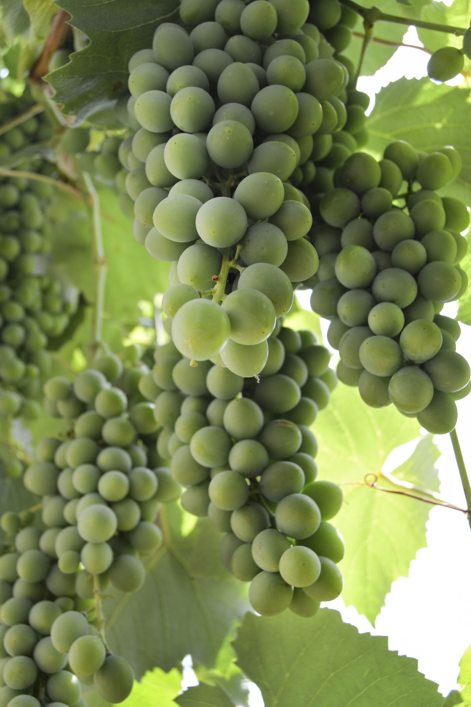 Nikon D610 sample photo. Grape, wine, summer photography