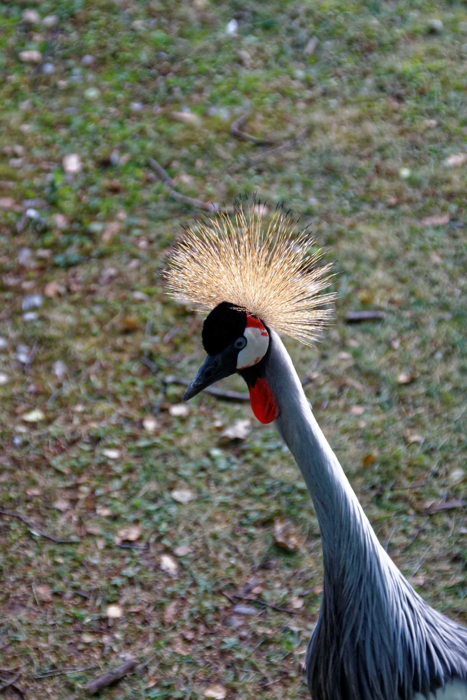 Canon EOS 30D sample photo. Grey crowned crane, bird photography