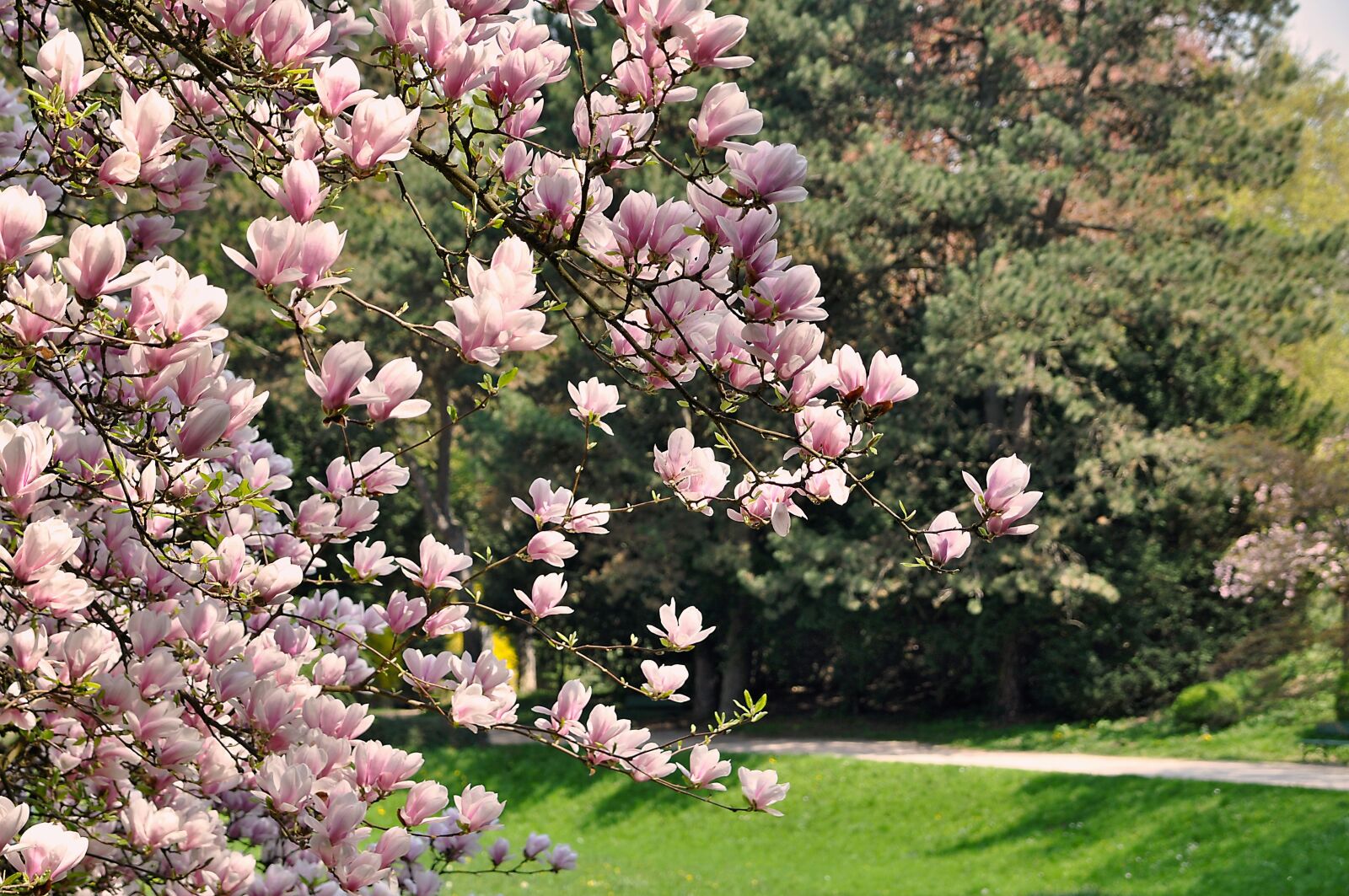 Nikon D90 sample photo. Spring, nature, magnolia photography