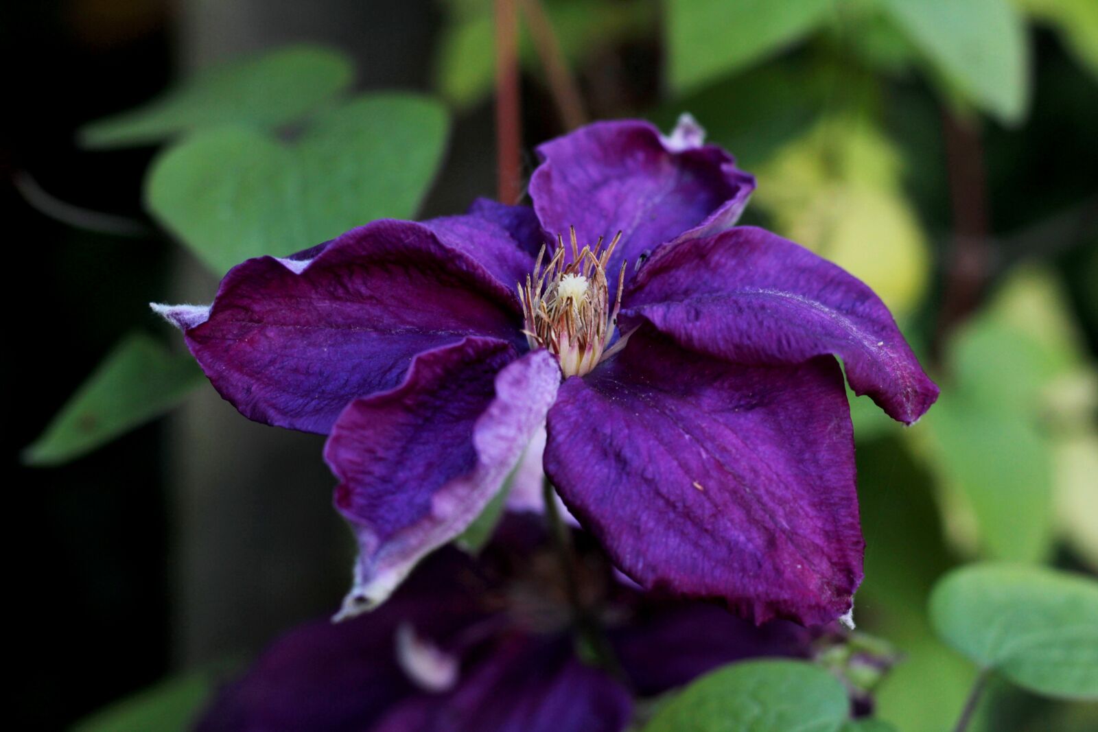 Canon EOS 600D (Rebel EOS T3i / EOS Kiss X5) + Canon EF 50mm F1.8 STM sample photo. Clematis you are so photography