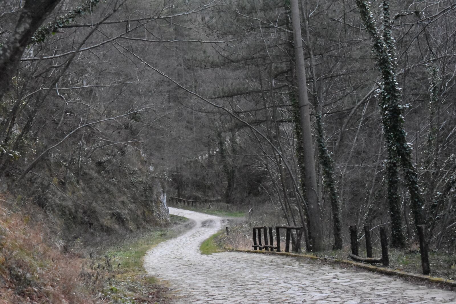 Nikon D5600 sample photo. Trail, mountain, forest photography