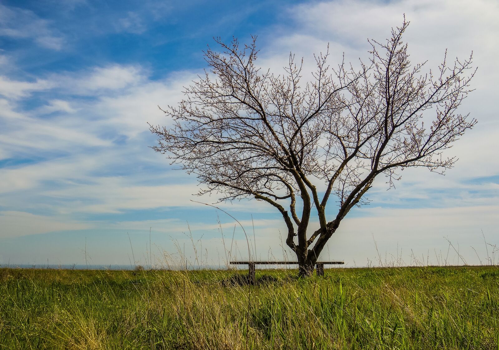 Sony Cyber-shot DSC-RX100 sample photo. Tree, grass, bench photography