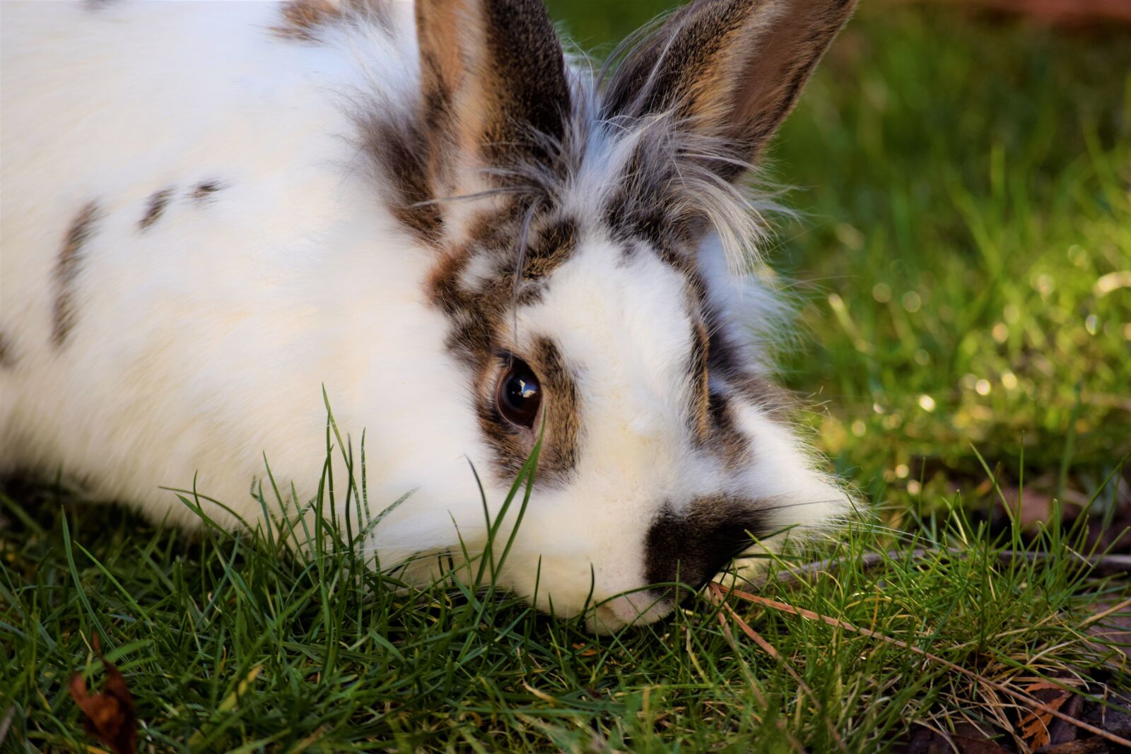 Nikon D3300 sample photo. Rabbit, hare, easter photography
