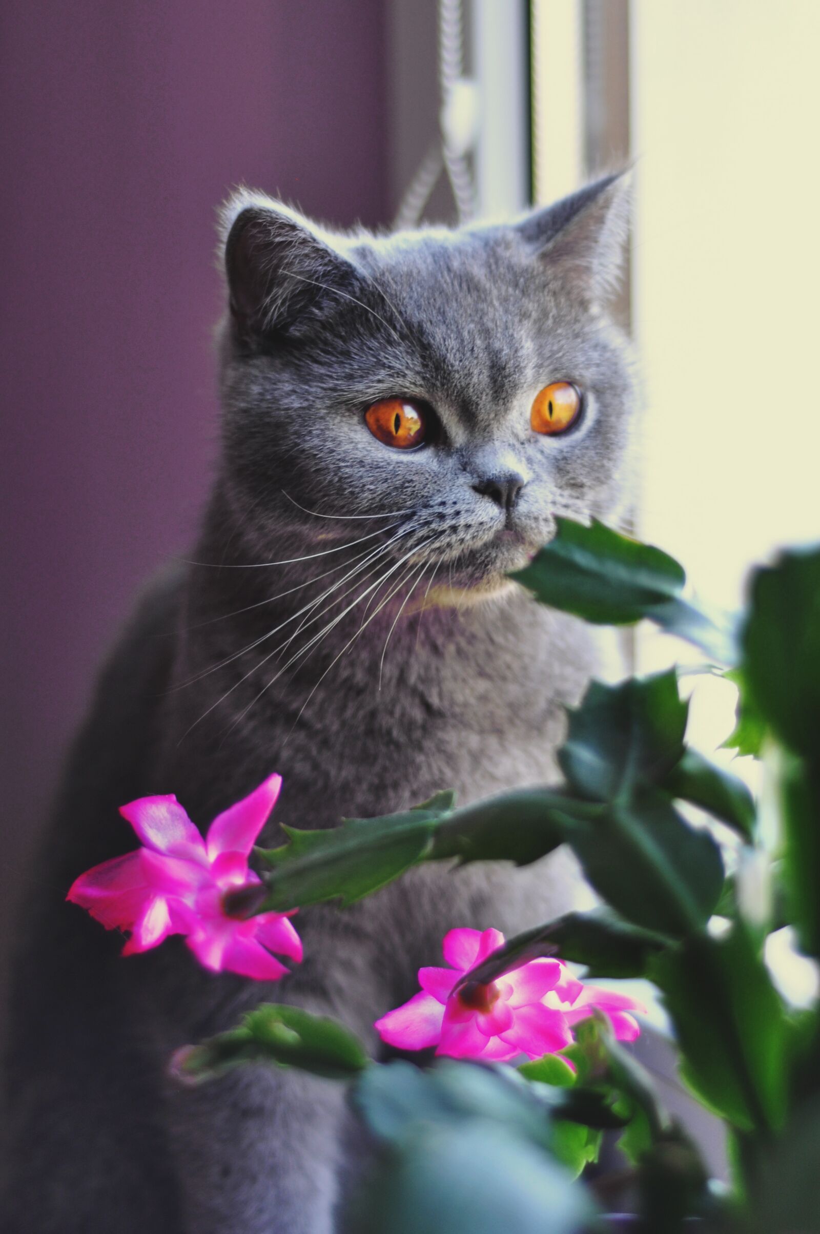 Nikon D90 sample photo. Cat, british shorthair cat photography
